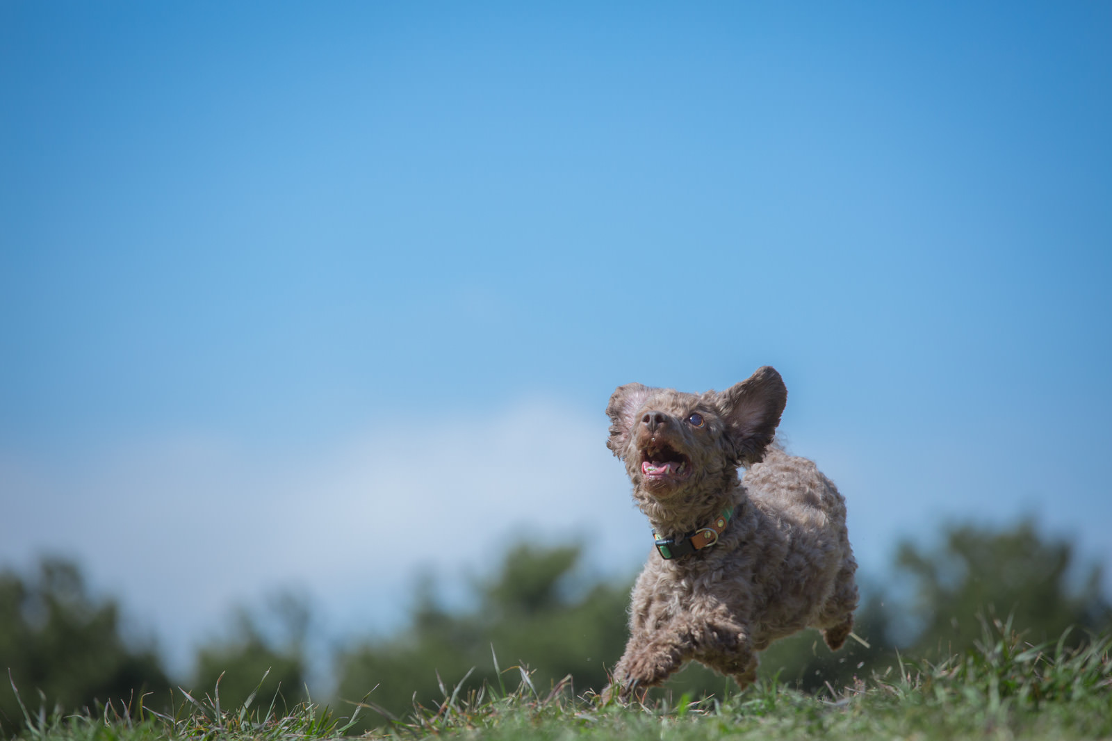 犬の後ろ脚がおかしい それって 膝蓋骨脱臼 かも Npo法人spa 犬や猫の譲渡 里親募集 ペット用品販売