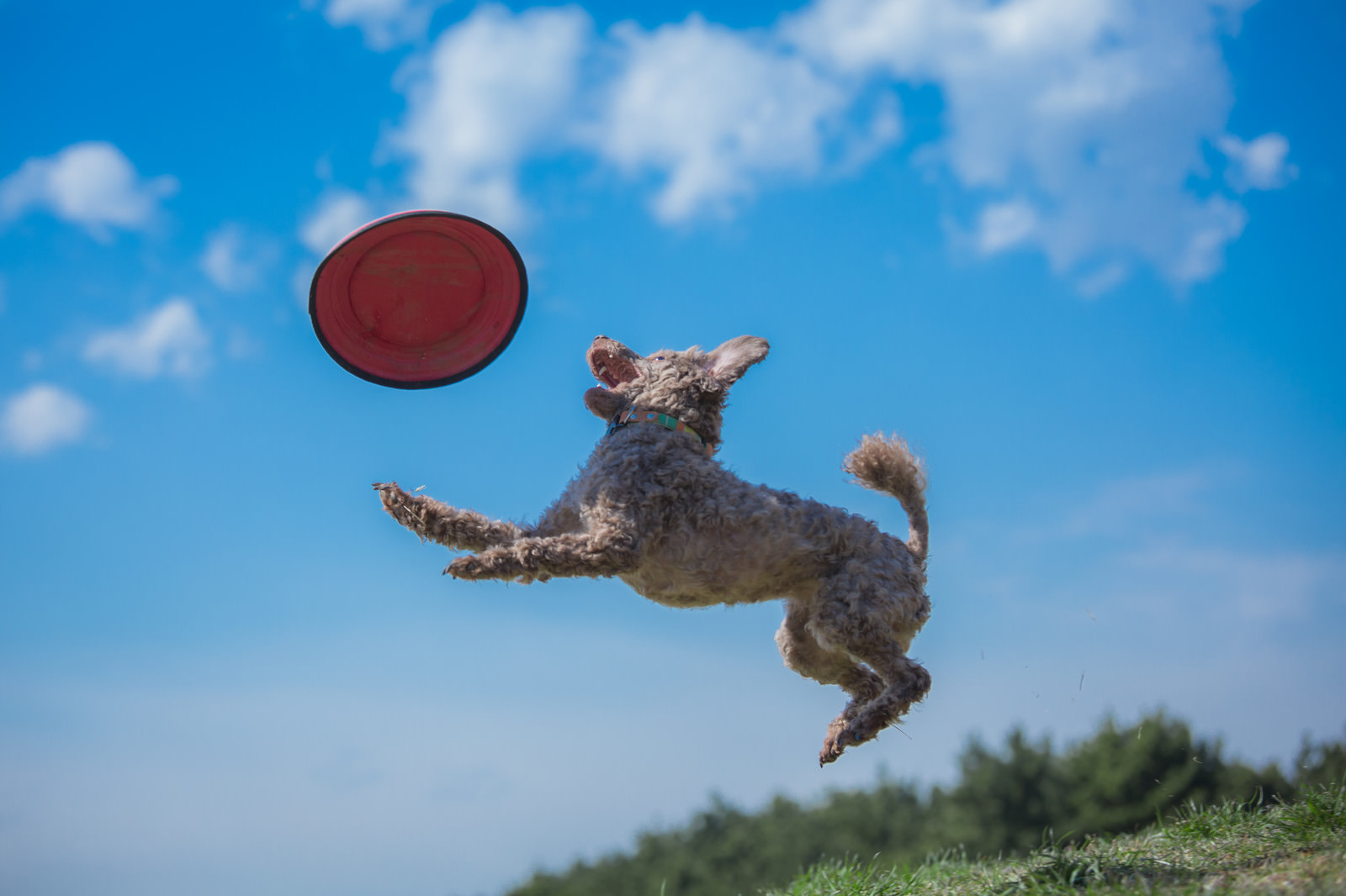 「犬と一緒にフリスビーで遊ぶ」の写真