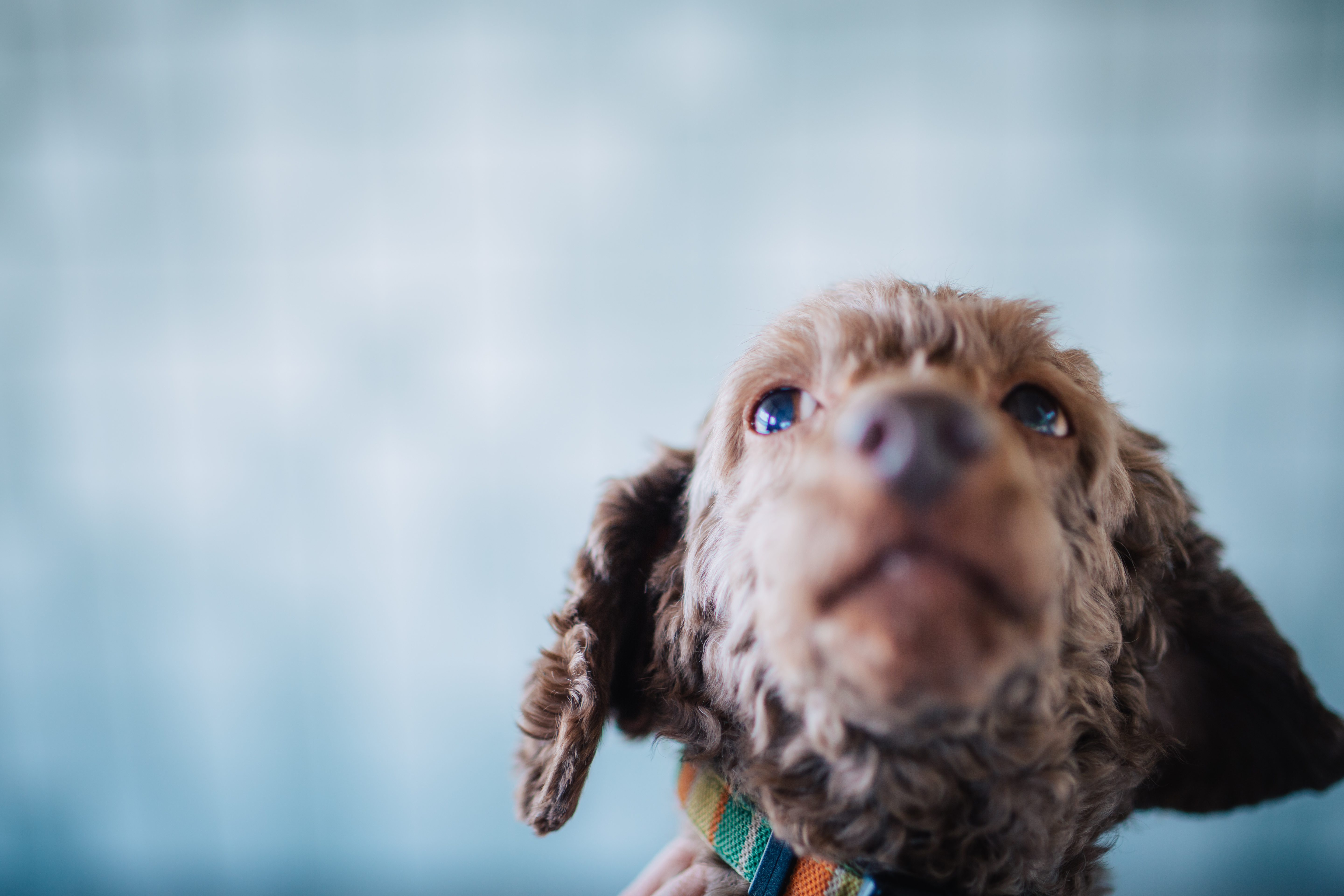 上を見上げる犬の写真を無料ダウンロード フリー素材 ぱくたそ