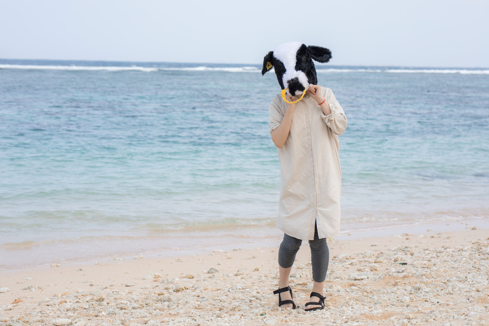「彼女（牛）と宮古島の砂浜でキャッキャモーモー | フリー素材のぱくたそ」の写真［モデル：古性のっち］