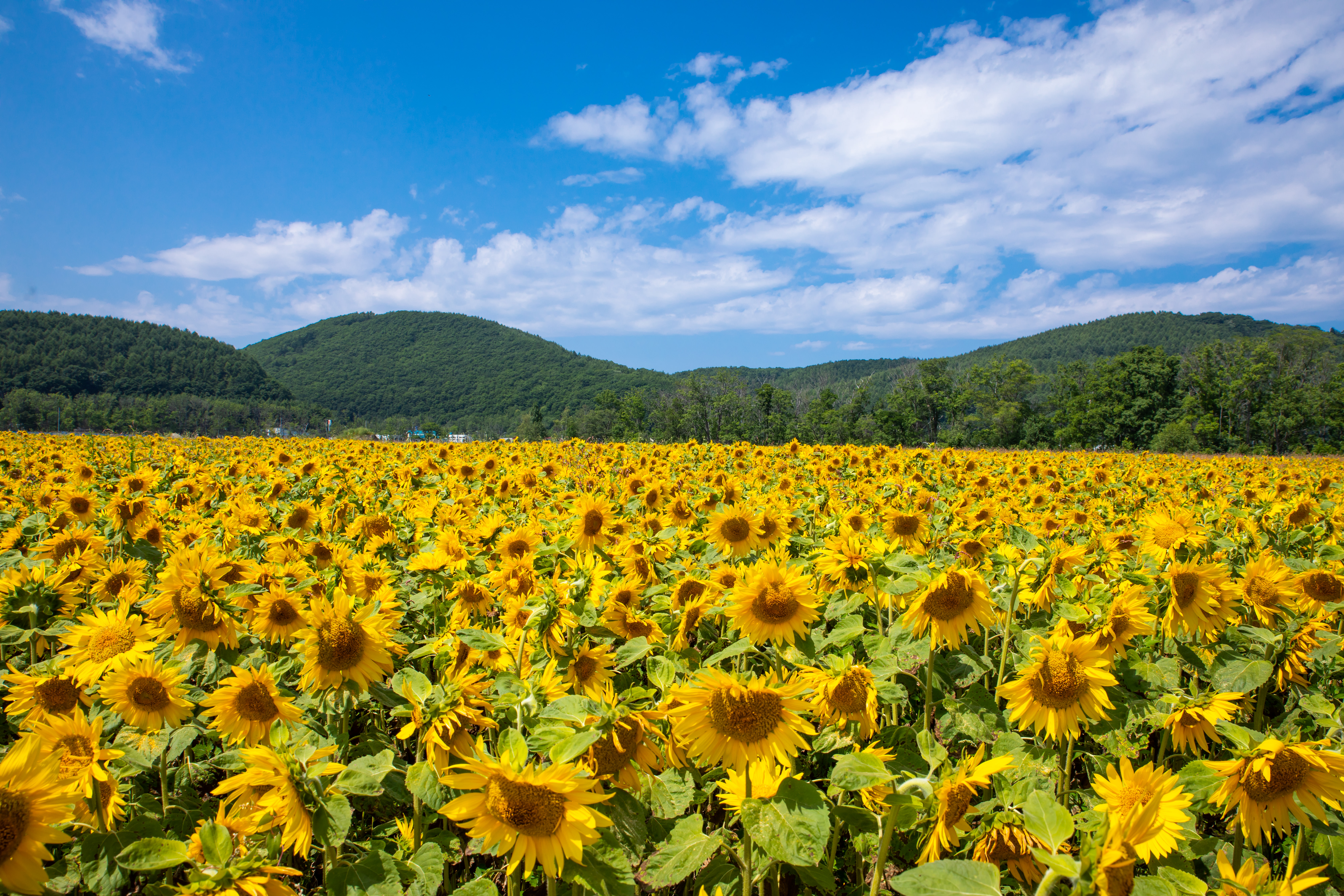 青空と向日葵畑 網走大曲湖畔 の写真を無料ダウンロード フリー素材 ぱくたそ