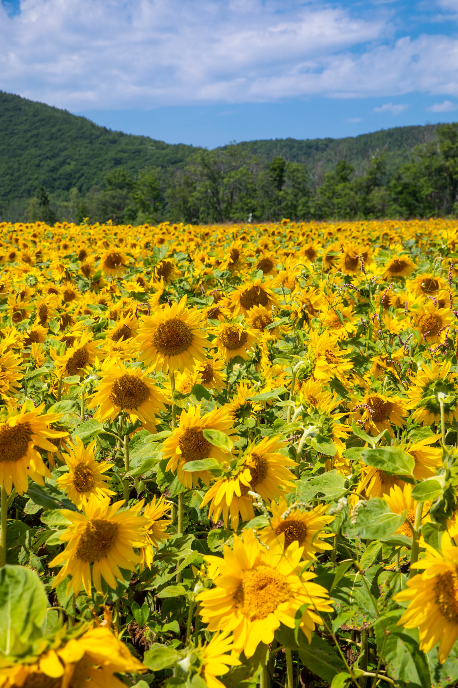 夏の空の下に咲く向日葵畑の写真を無料ダウンロード フリー素材 ぱくたそ 夏の空の下に咲く向日葵畑の写真を無料ダウンロード フリー素材 ぱくたそ