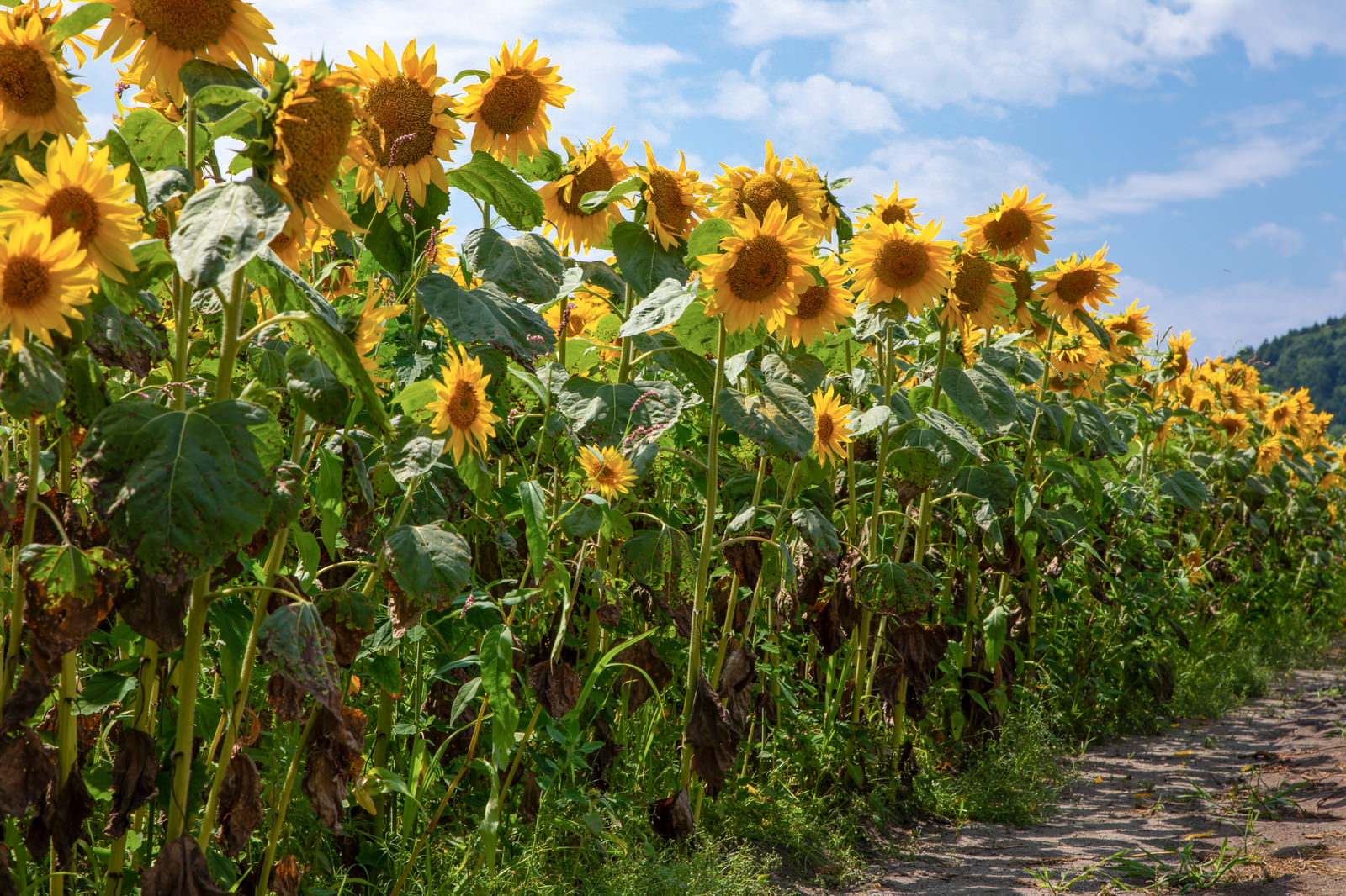 道をのぞき込む向日葵の花の無料の写真素材 - ID.74833｜フリー素材