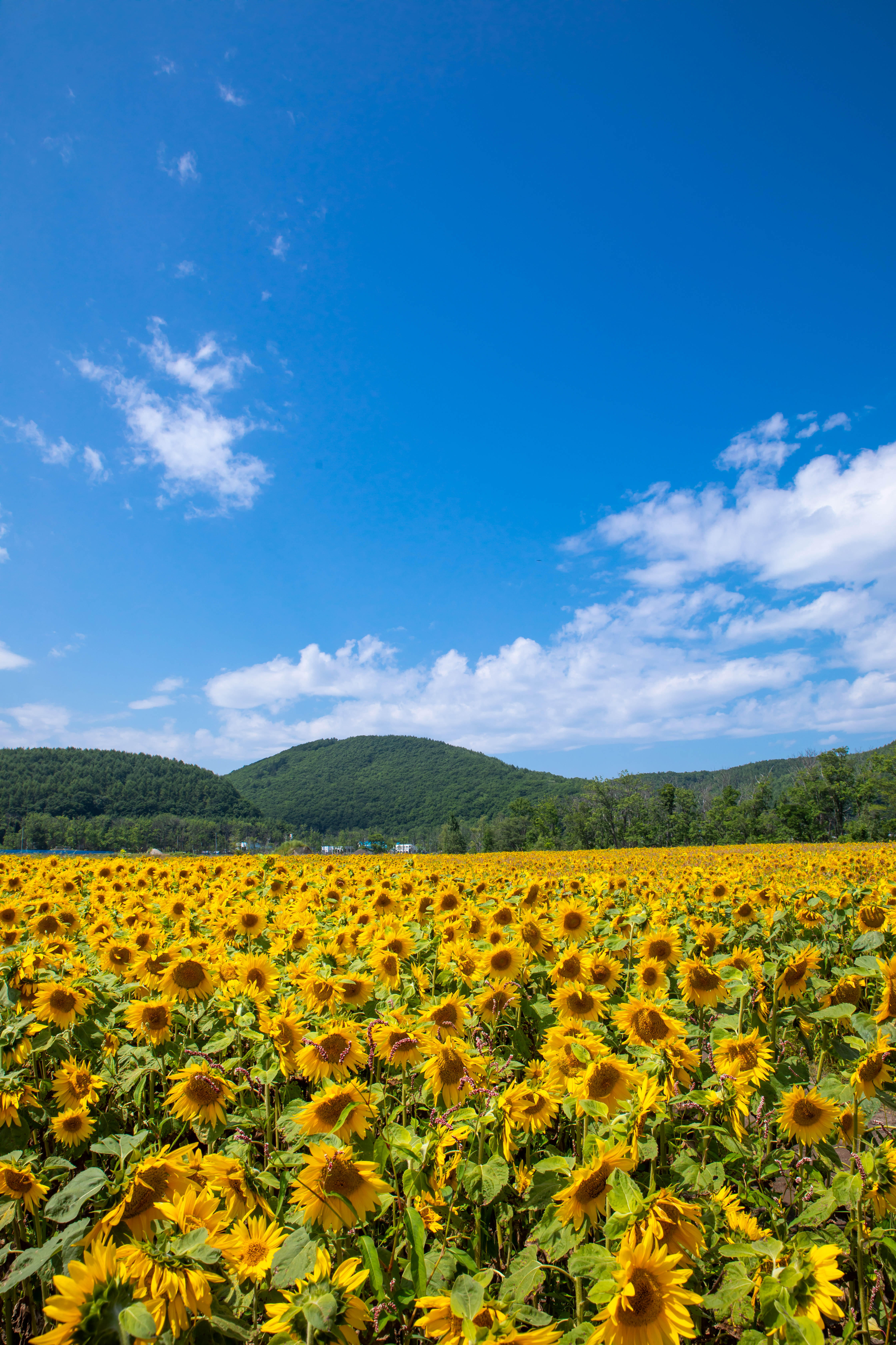 よく晴れた夏日と向日葵畑の写真素材 ぱくたそ