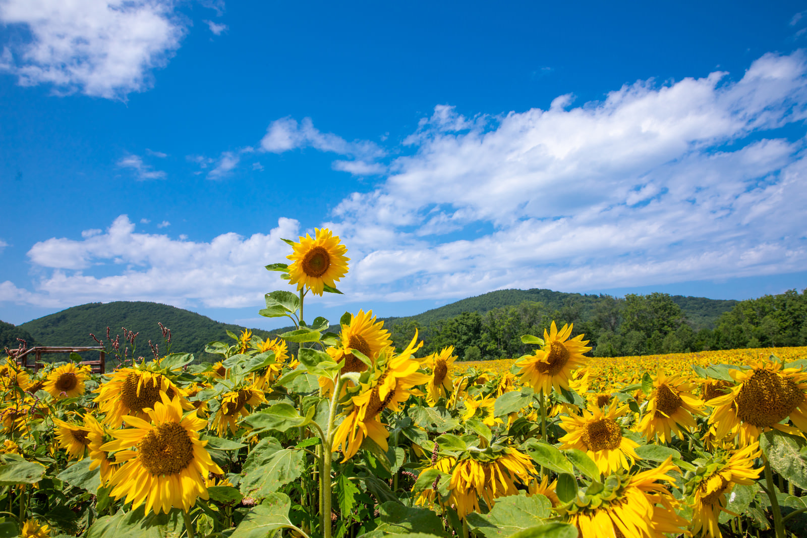 夏日でへたる向日葵の無料の写真素材 - ID.25656｜フリー素材 ぱくたそ