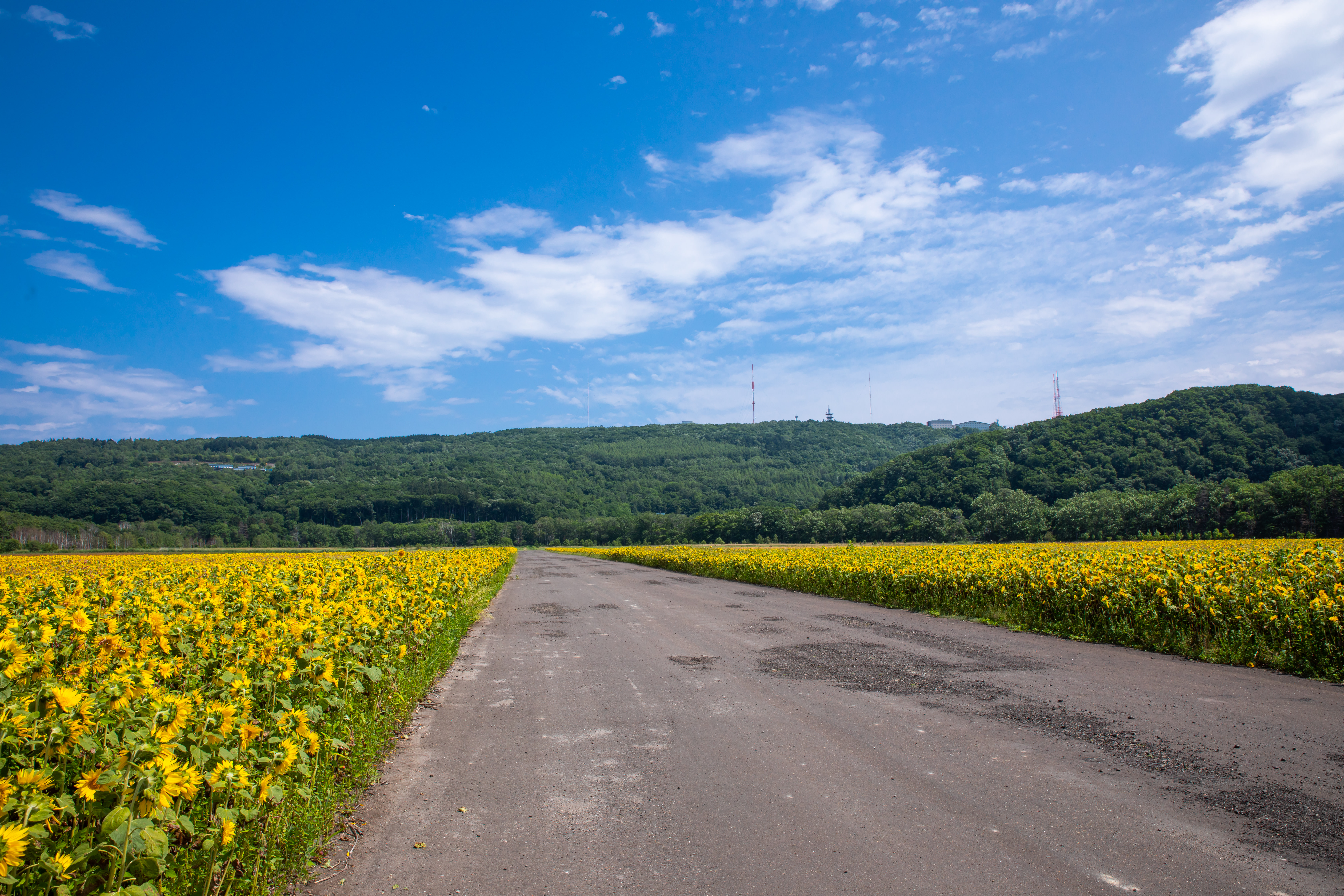ヒマワリ畑の間を通る道路の写真素材 ぱくたそ
