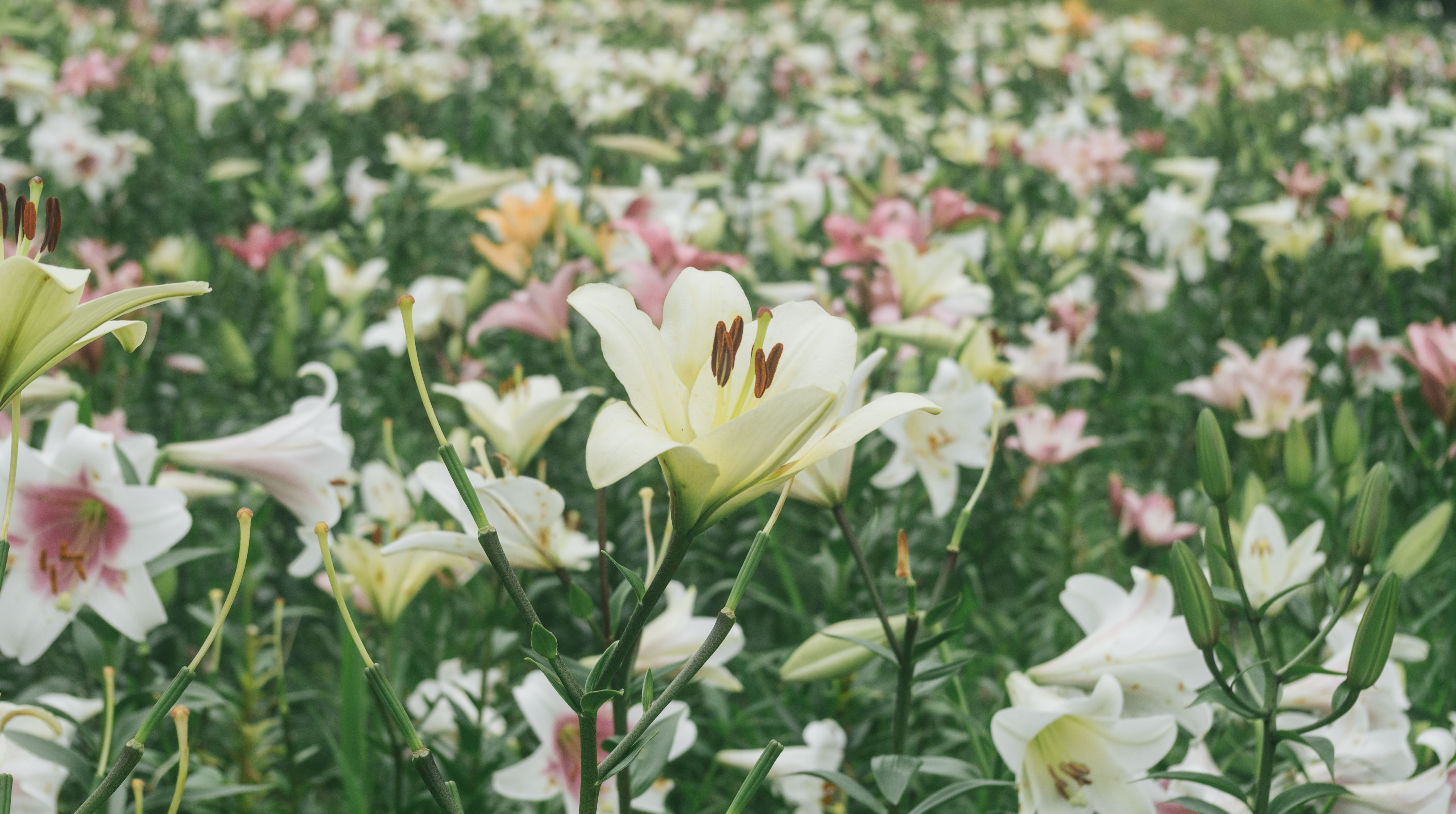 辺り一面のユリの花の写真を無料ダウンロード フリー素材 ぱくたそ