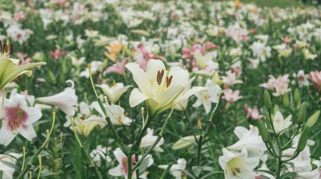 辺り一面のユリの花の写真