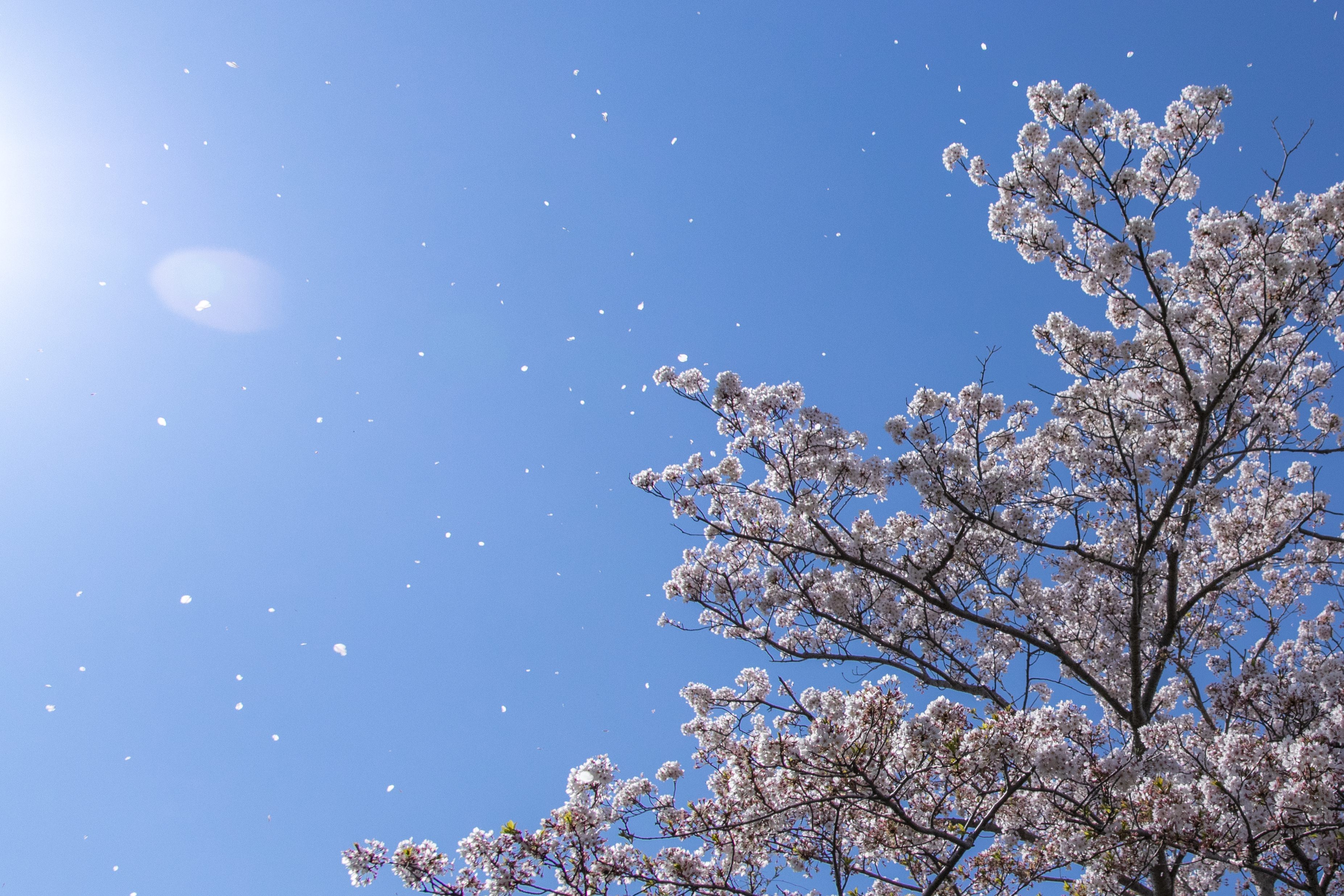 桜ひらり舞う春の空の写真素材 ぱくたそ