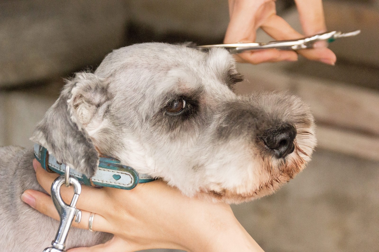 「犬（Mシュナ）の眉カット犬（Mシュナ）の眉カット」のフリー写真素材を拡大