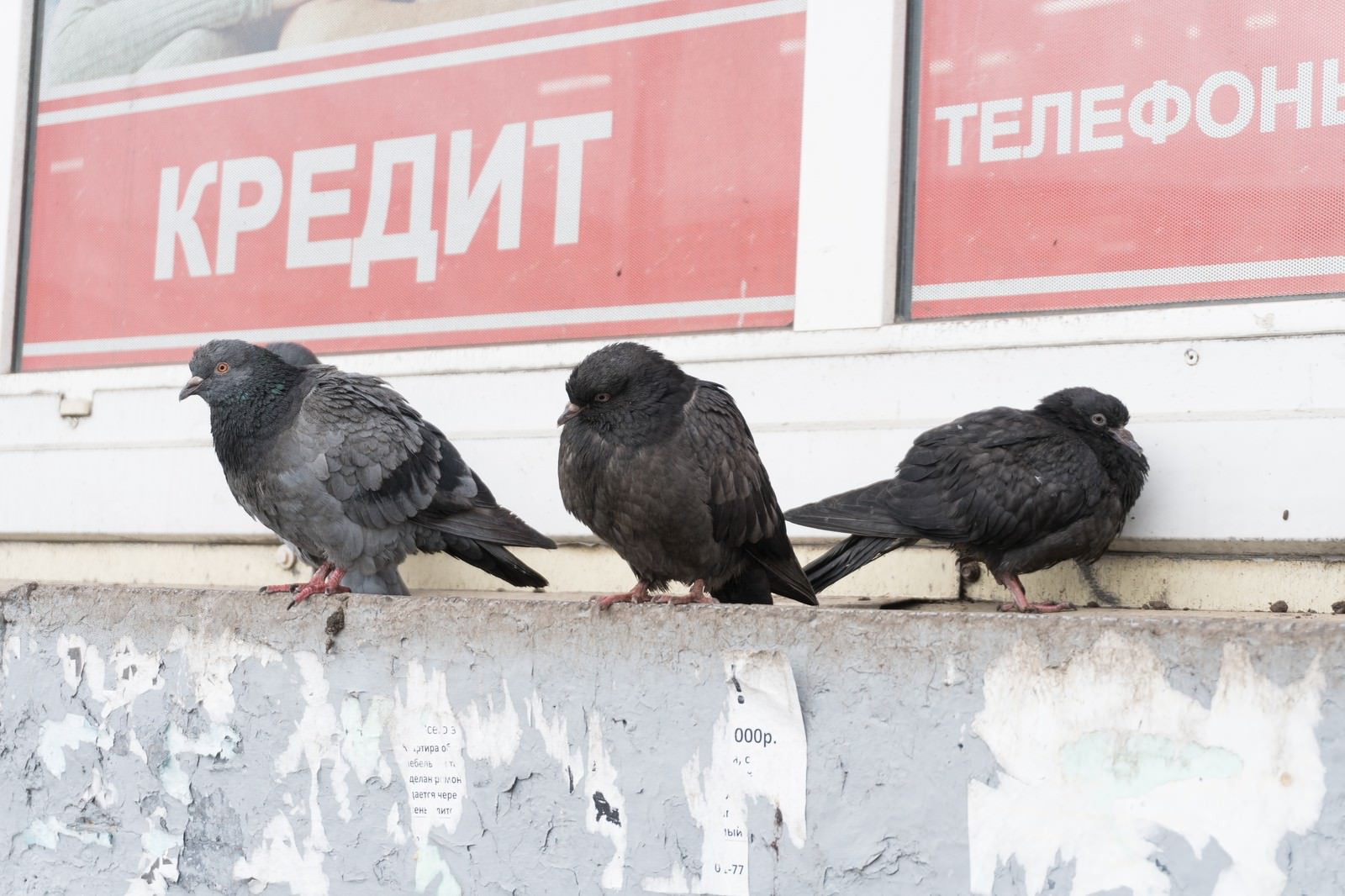 厚みが違うロシアの鳩の写真素材 ぱくたそ