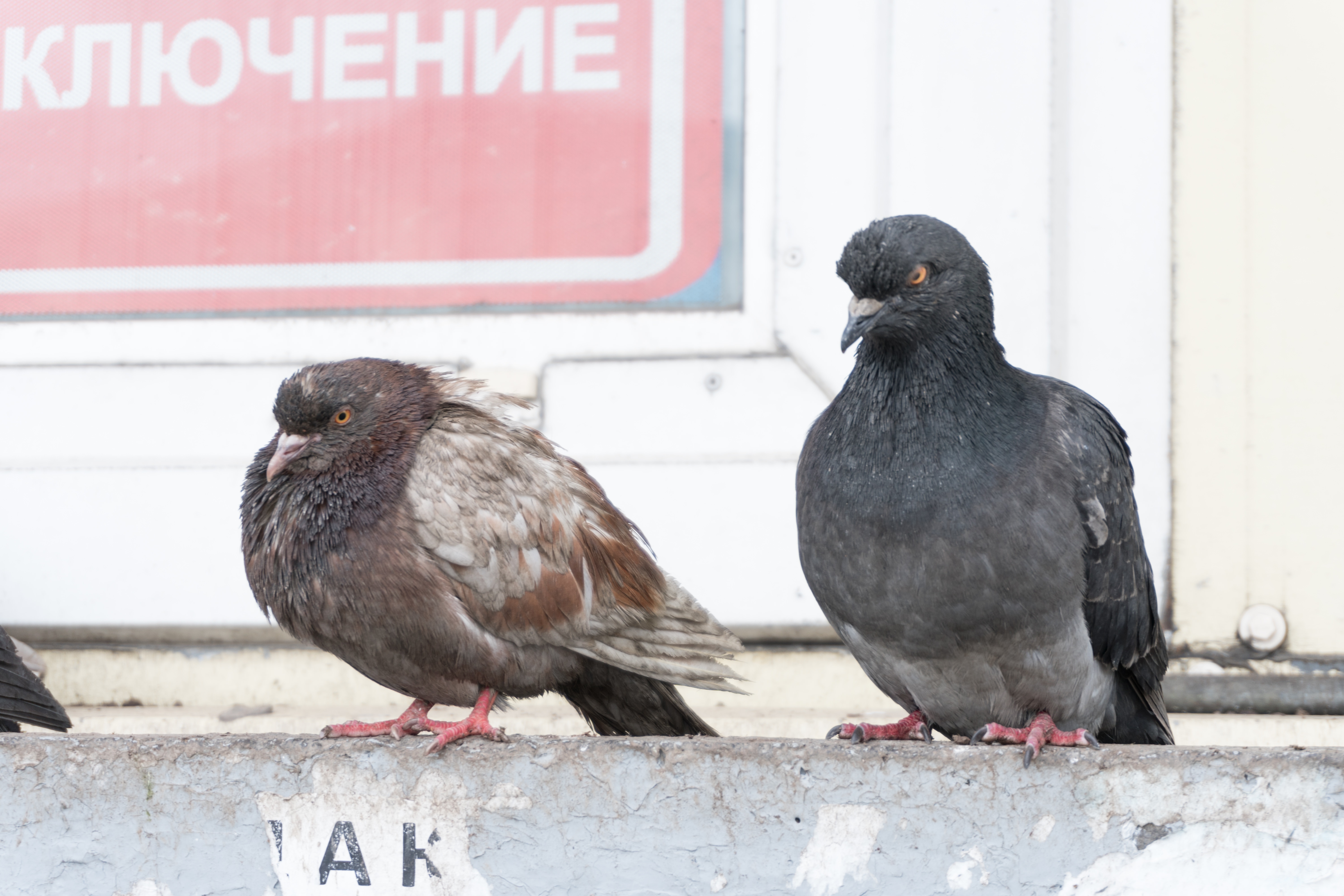 ものすごい殺気の鳩の写真を無料ダウンロード フリー素材 ぱくたそ ものすごい殺気の鳩の写真を無料ダウンロード フリー素材 ぱくたそ