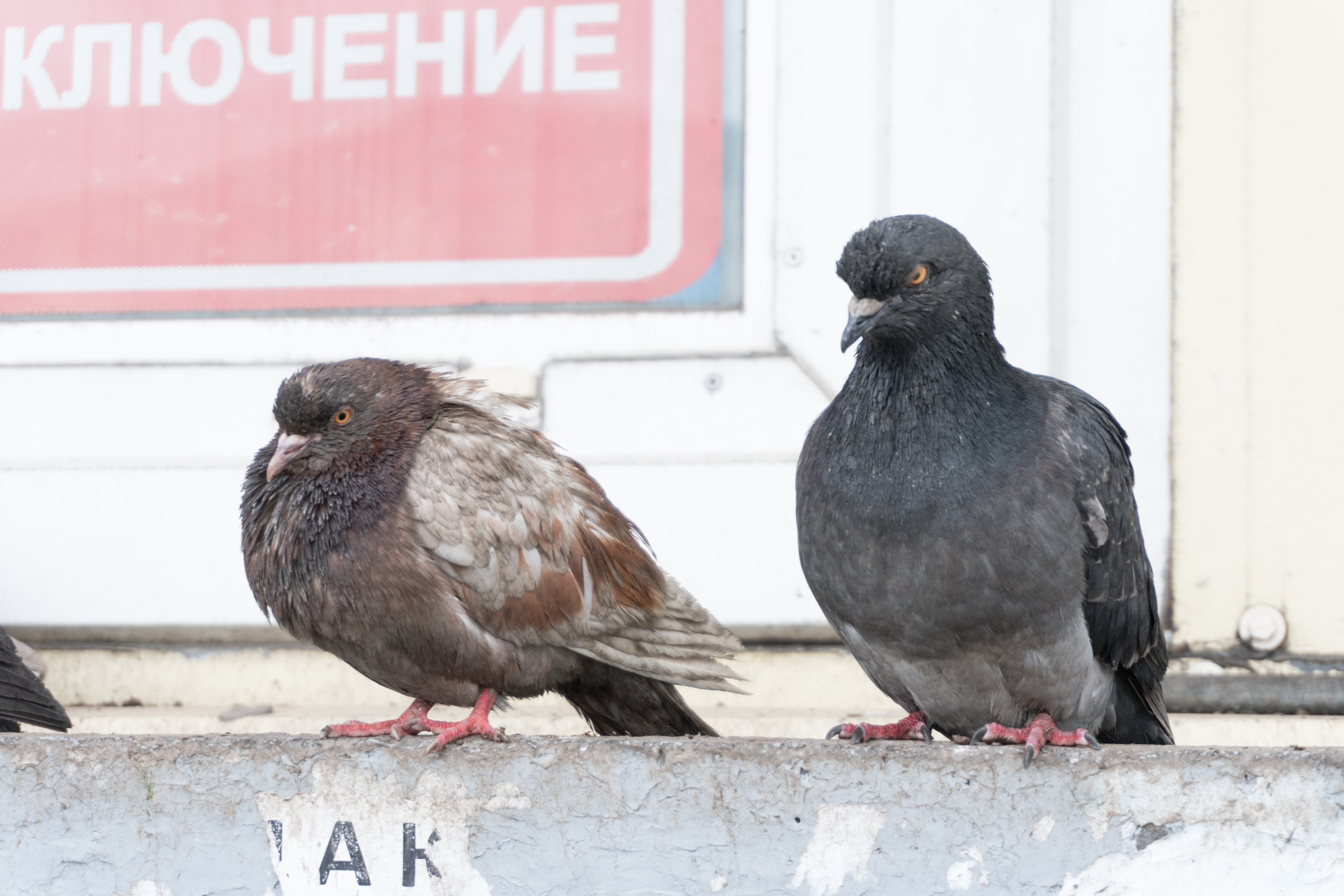 ものすごい殺気の鳩の写真を無料ダウンロード フリー素材 ぱくたそ