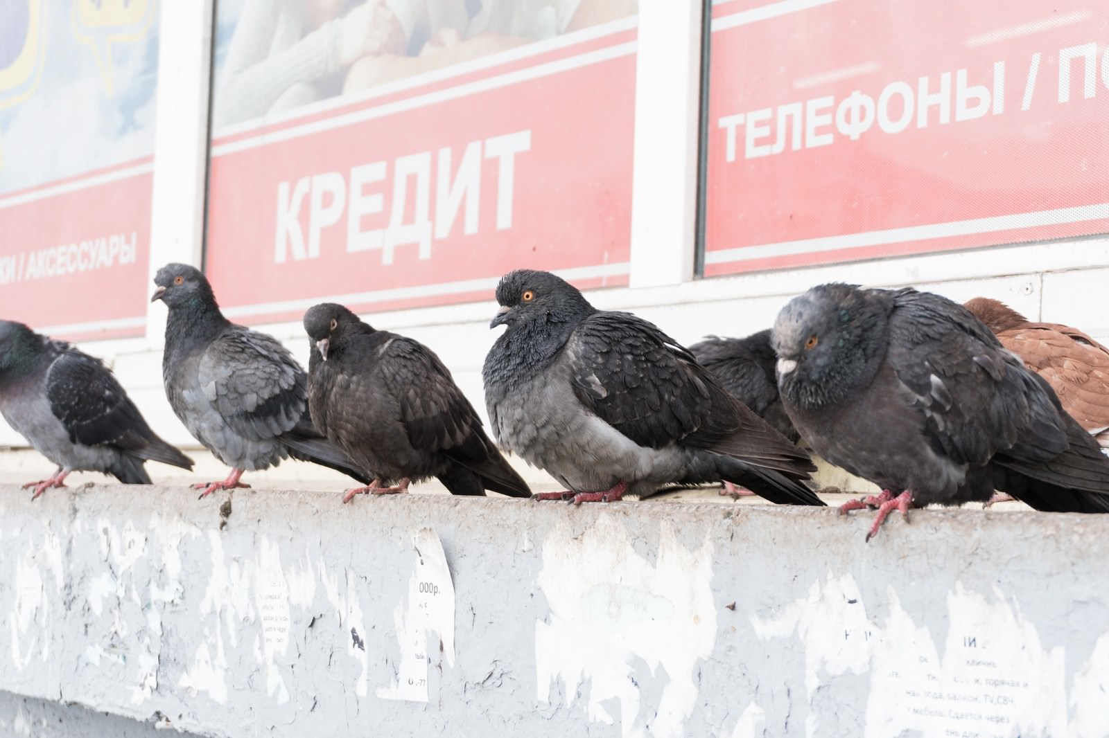 たくましく生きる鳩の写真素材 ぱくたそ