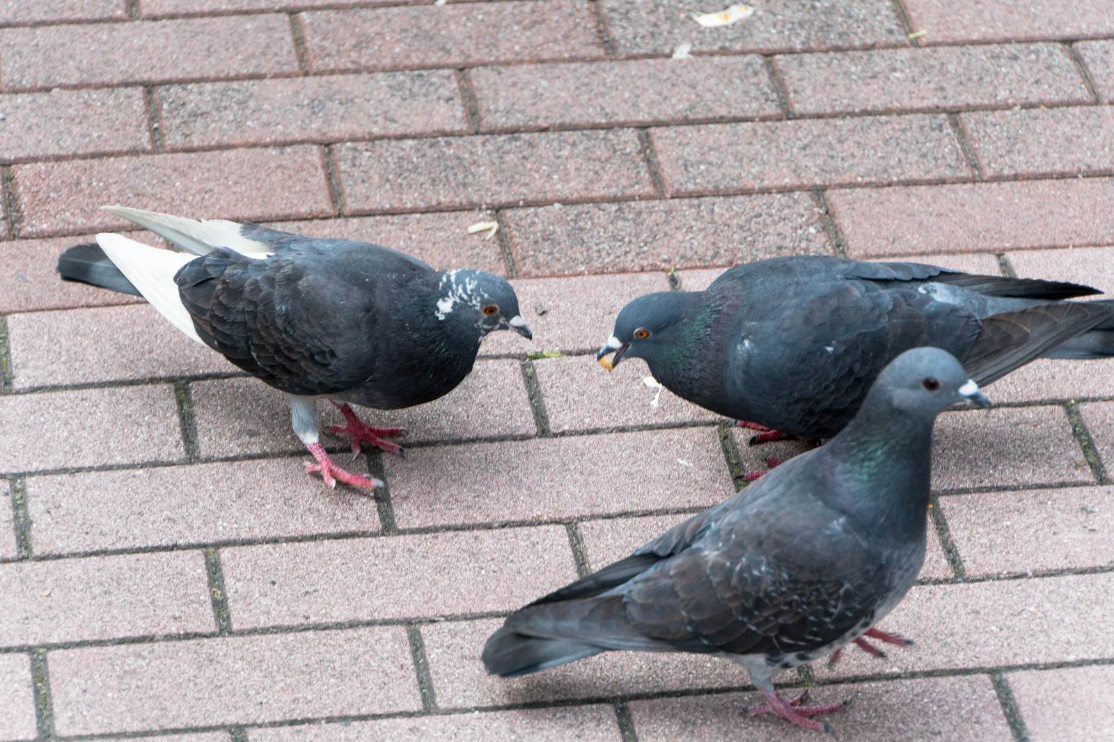 鳩に餌をあたえないでくださいの写真を無料ダウンロード フリー素材 ぱくたそ 鳩に餌をあたえないでくださいの写真を無料ダウンロード フリー素材 ぱくたそ