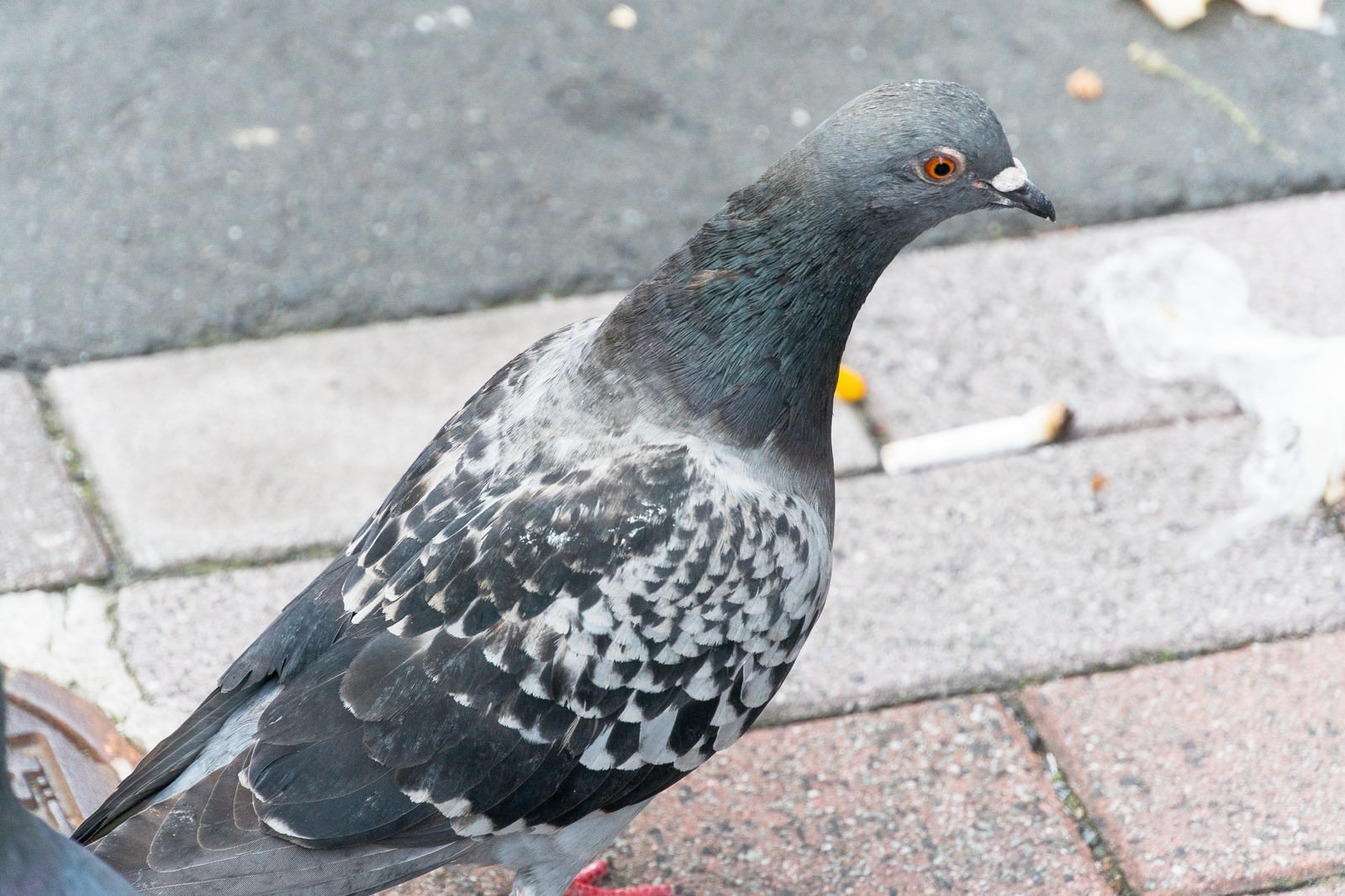 目を丸くする鳩の写真素材 ぱくたそ