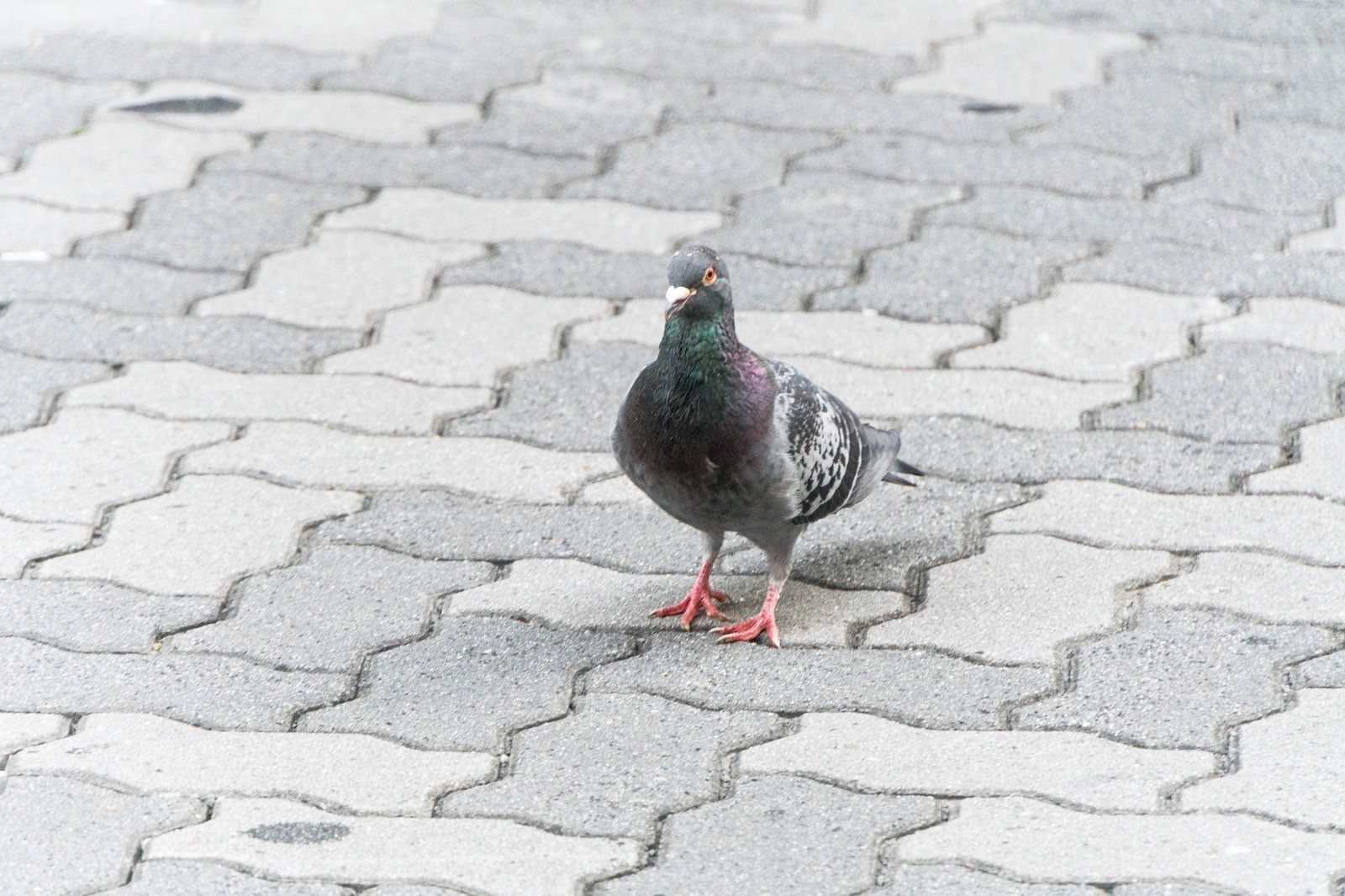 群れからはぐれた鳩の写真素材 ぱくたそ