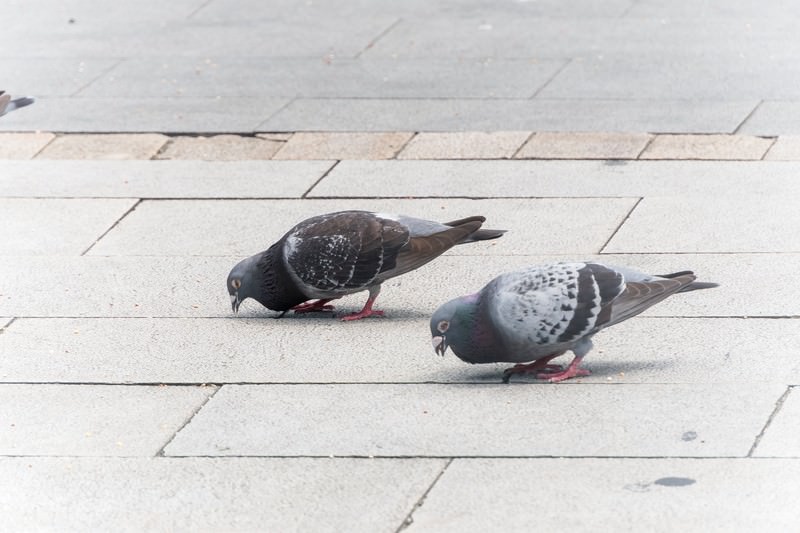 鳩まっしぐらの写真を無料ダウンロード フリー素材 ぱくたそ