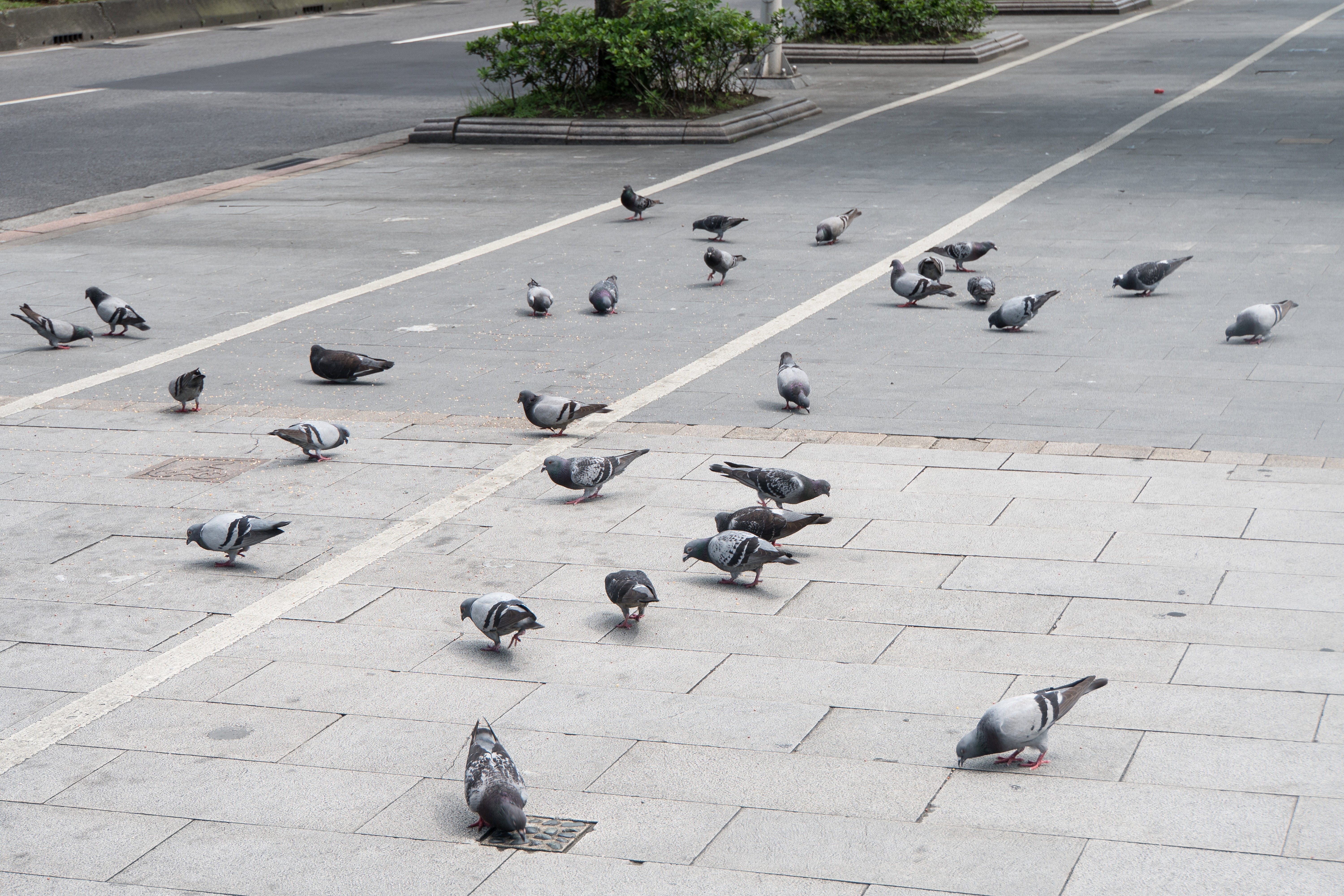 1匹に餌を与えたら鳩が集まってきたの写真を無料ダウンロード フリー素材 ぱくたそ 1匹に餌を与えたら鳩が集まってきたの写真を無料ダウンロード フリー素材 ぱくたそ