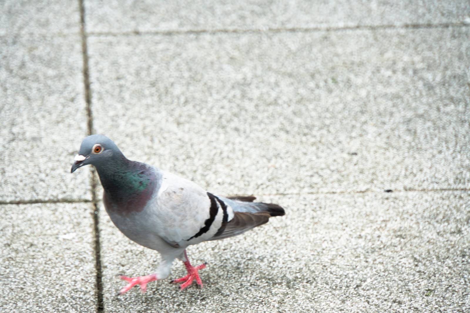 ちょっと通りますよ 鳩 の写真素材 ぱくたそ