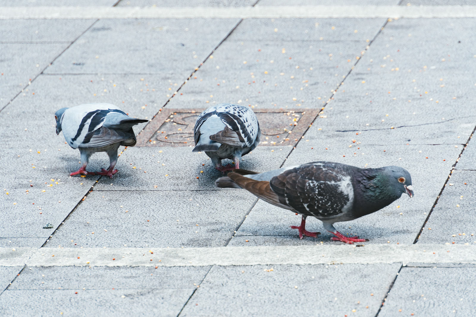 餌を貪る鳩さんの写真を無料ダウンロード フリー素材 ぱくたそ 餌を貪る鳩さんの写真を無料ダウンロード フリー素材 ぱくたそ