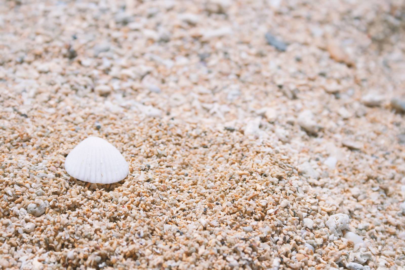 砂浜と貝殻の写真素材 ぱくたそ
