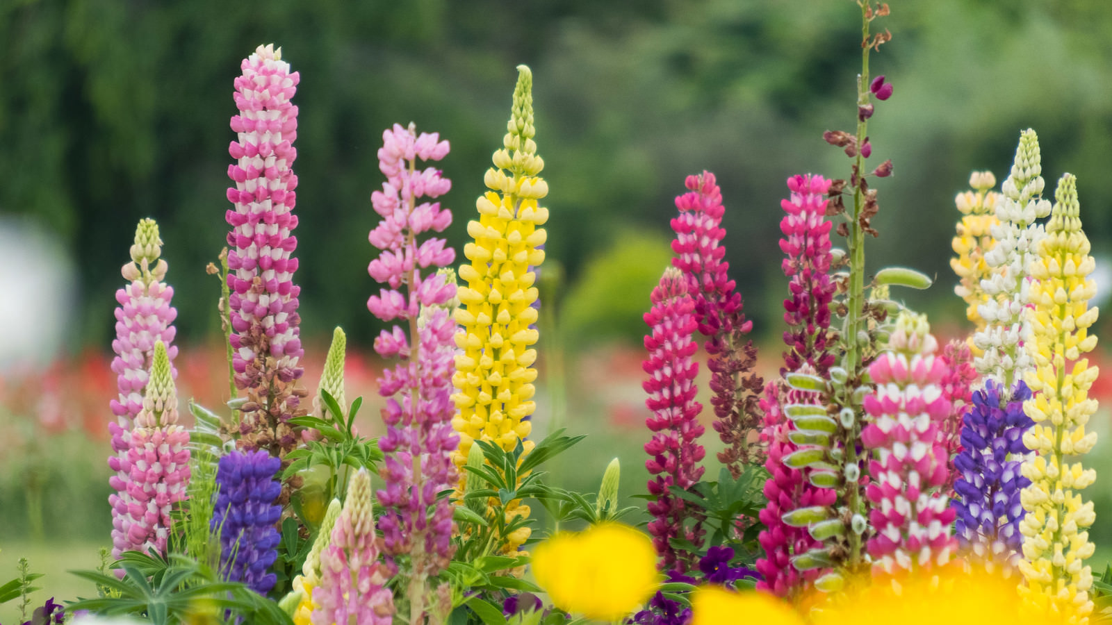 カラフルなルピナスの花の写真を無料ダウンロード（フリー素材） - ぱくたそ