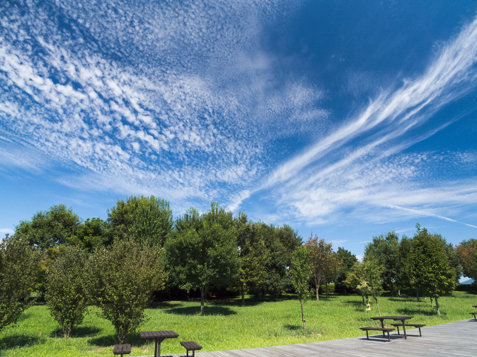 青空と公園の木々の写真 画像 を無料ダウンロード フリー素材のぱくたそ