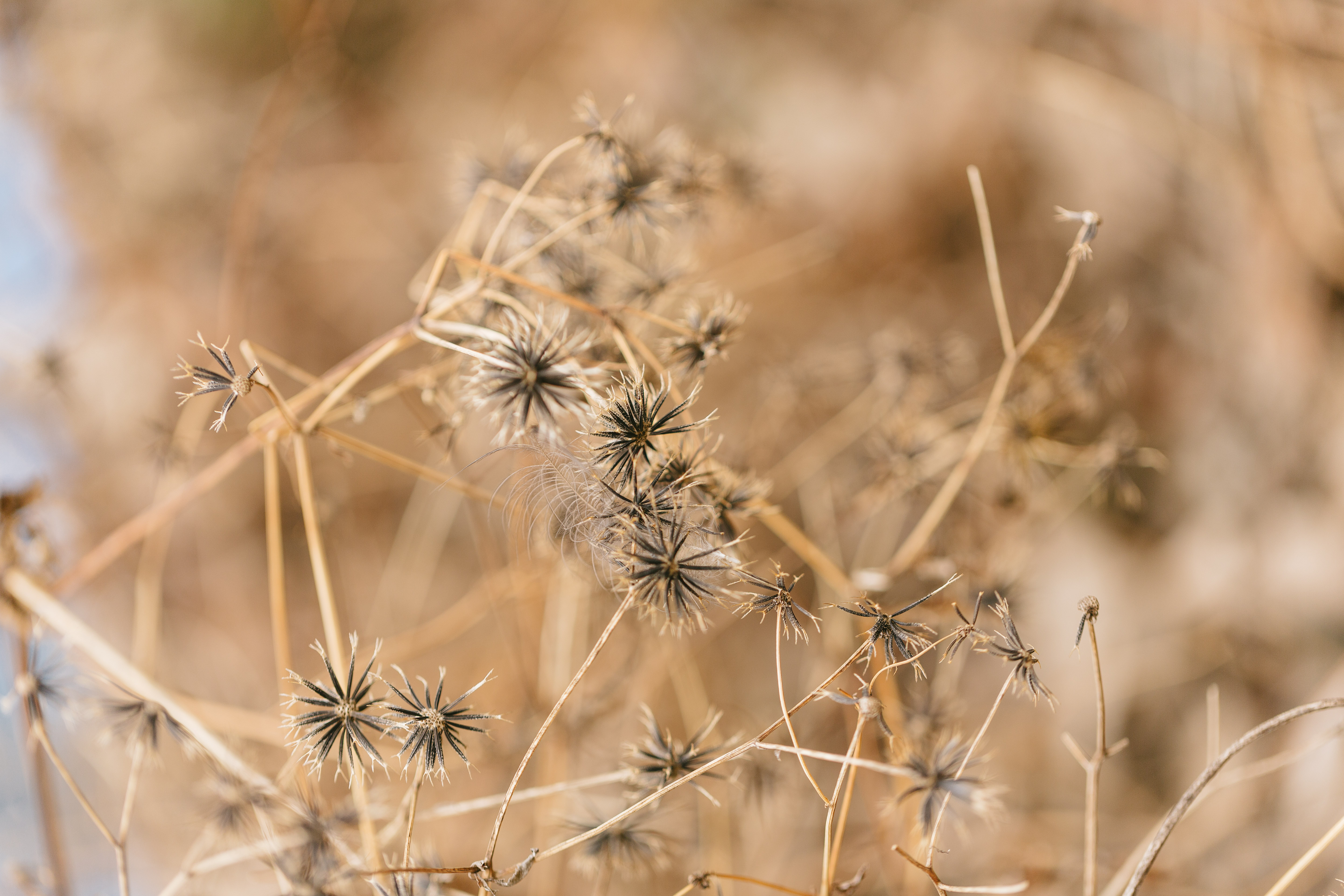 通称 ひっつき虫 の写真素材 ぱくたそ