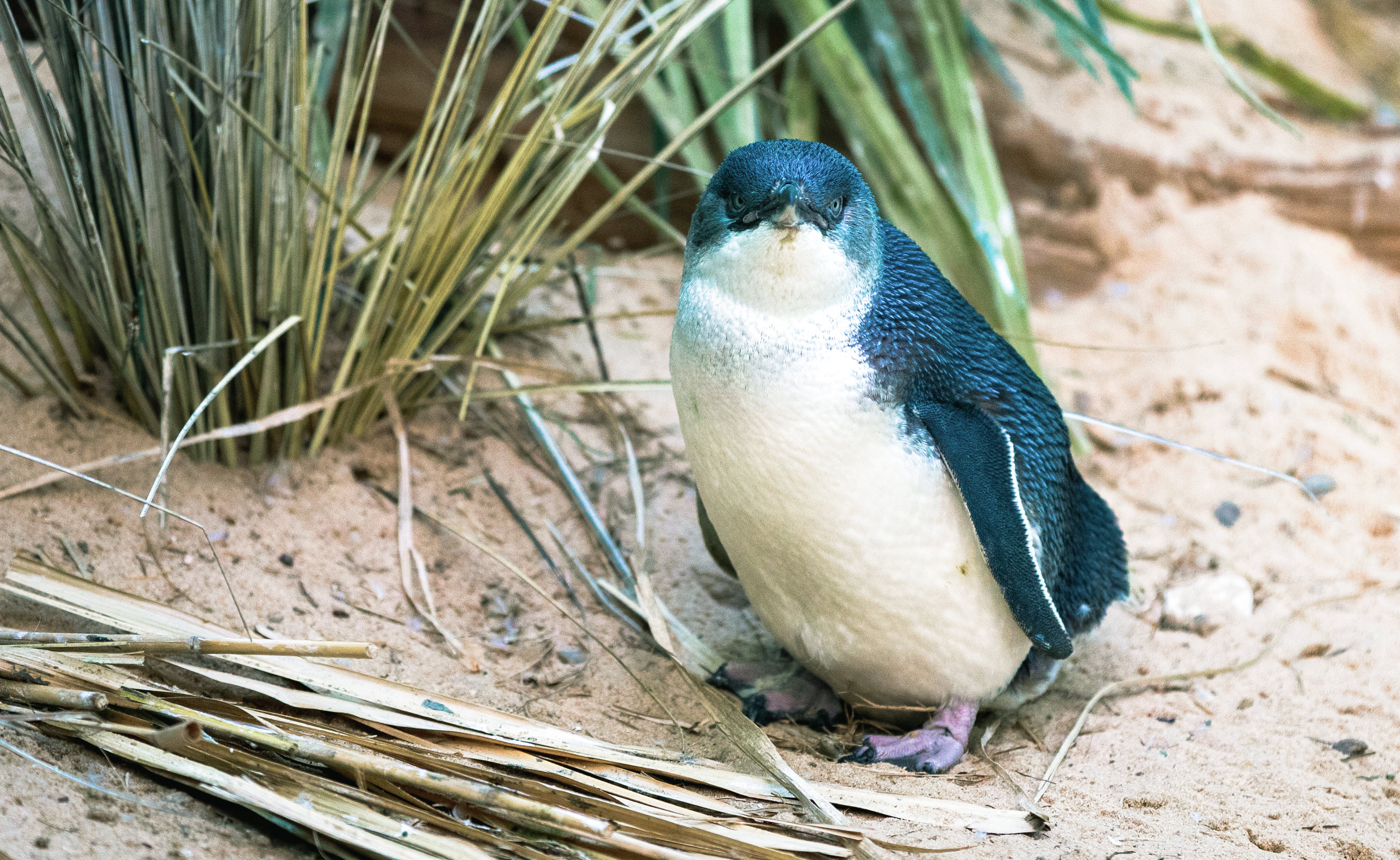 こちらを気にするペンギンの写真素材 ぱくたそ