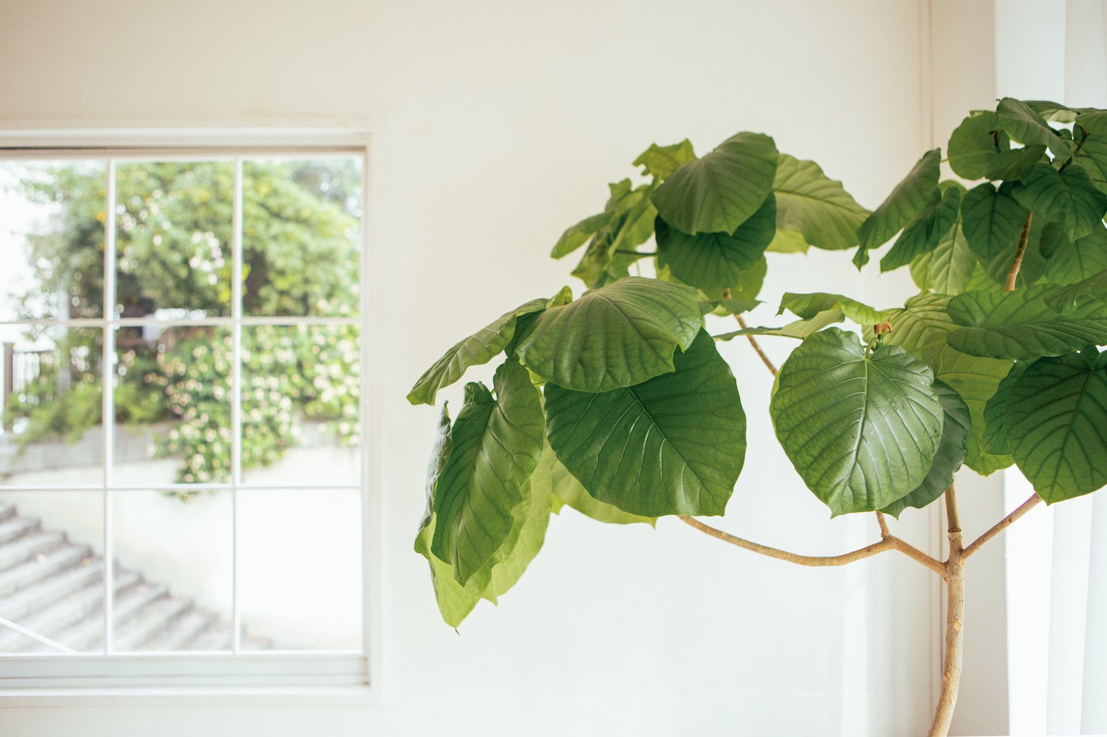 「窓際に置かれた観葉植物」の写真