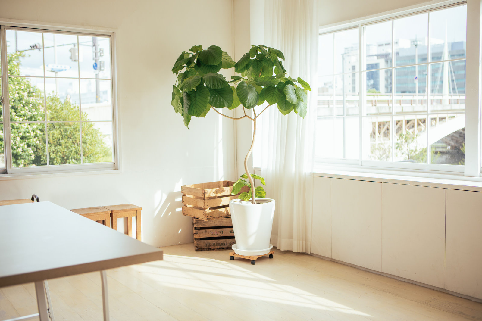 「窓から差し込む光と観葉植物」の写真