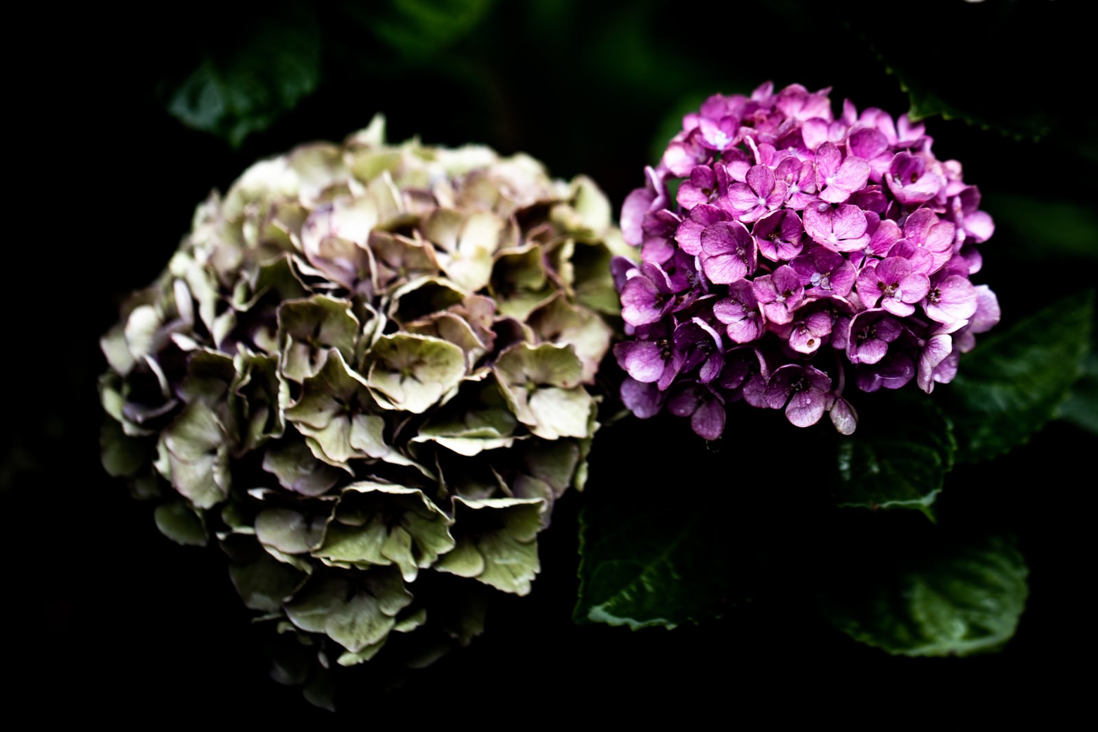 梅雨時期の紫陽花の写真素材 ぱくたそ