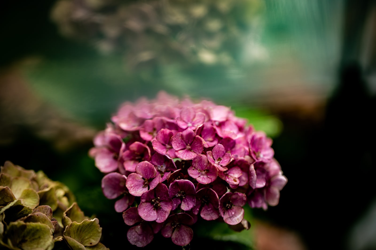 「水滴と紫陽花」の写真