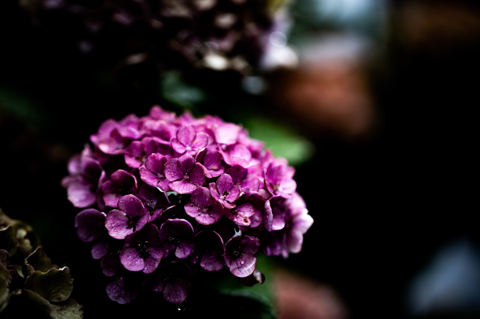 紫色の梅雨の紫陽花の写真素材 Jpg画像 をトリミング ぱくたそ