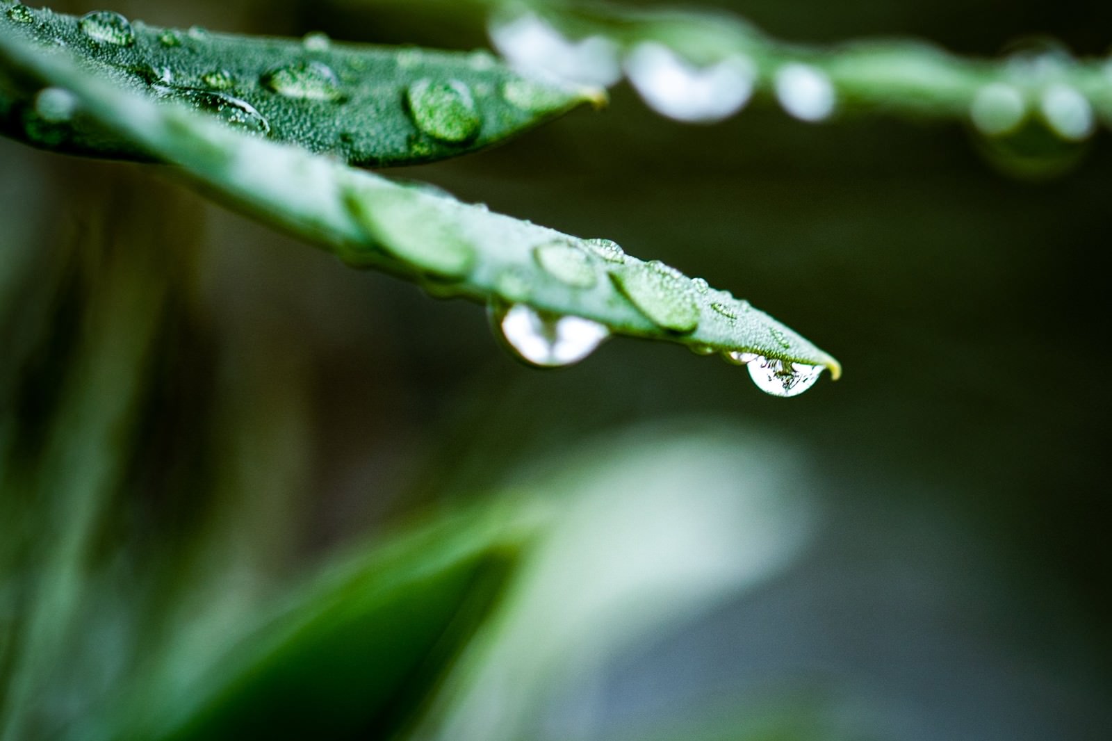「草と水滴」の写真