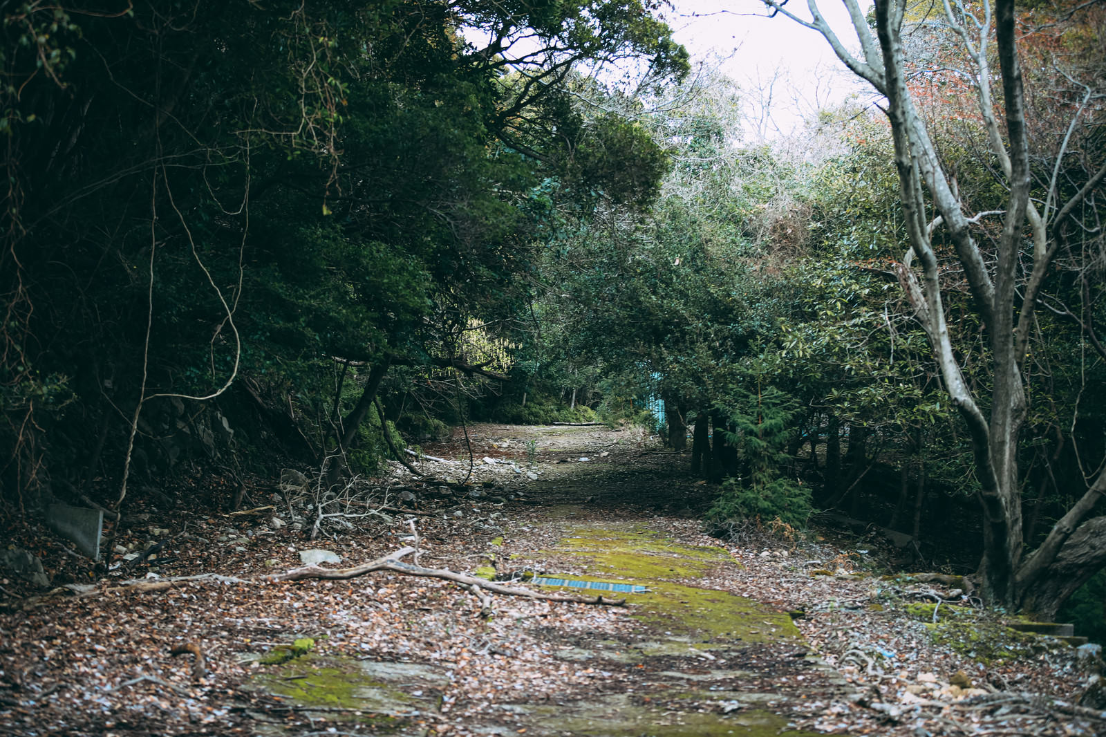 昔は人の行き来があった廃れ果てた道の写真素材 ぱくたそ