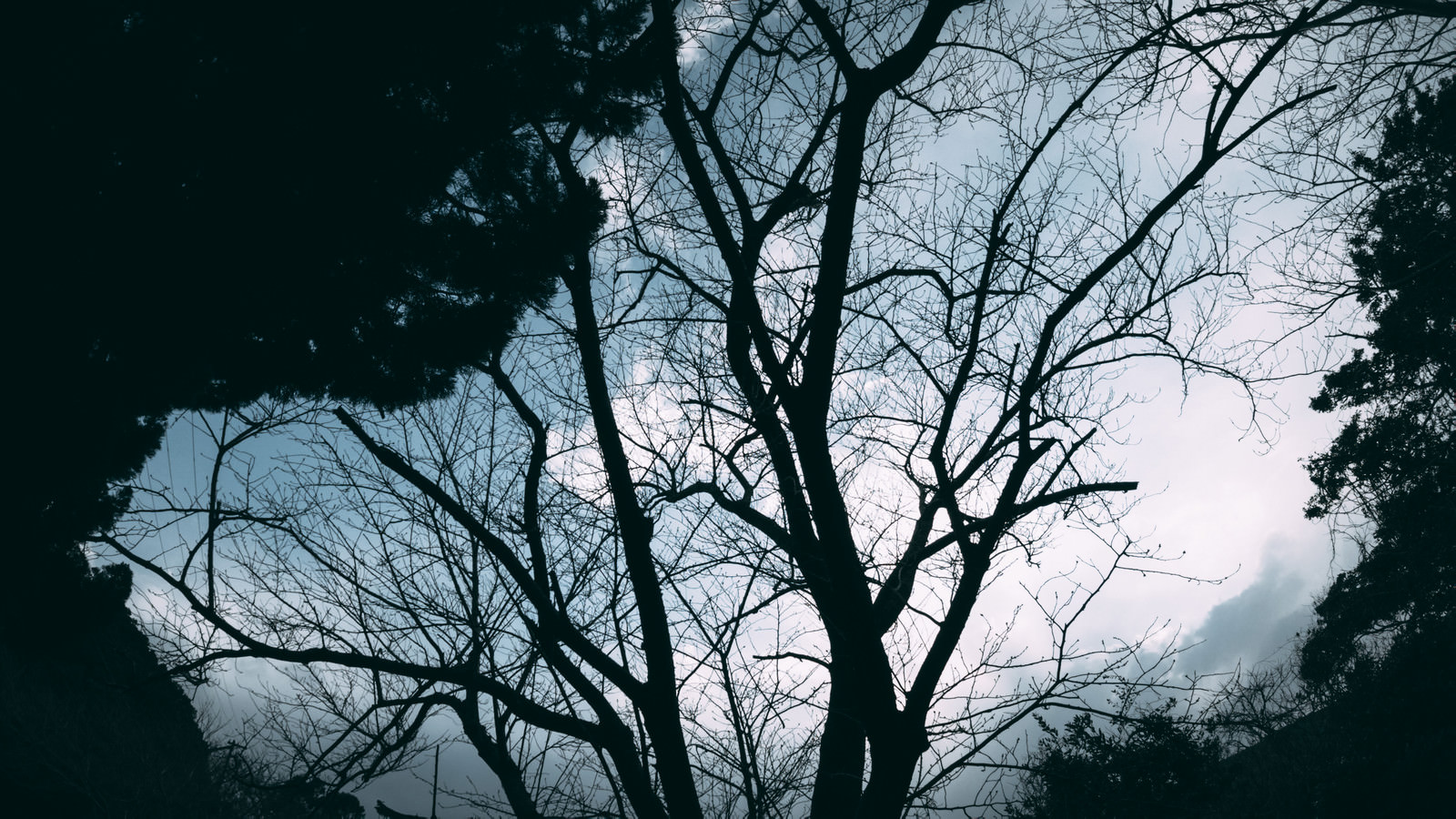 空に映る木と森の影絵の写真を無料ダウンロード フリー素材 ぱくたそ 空に映る木と森の影絵の写真を無料ダウンロード フリー素材 ぱくたそ