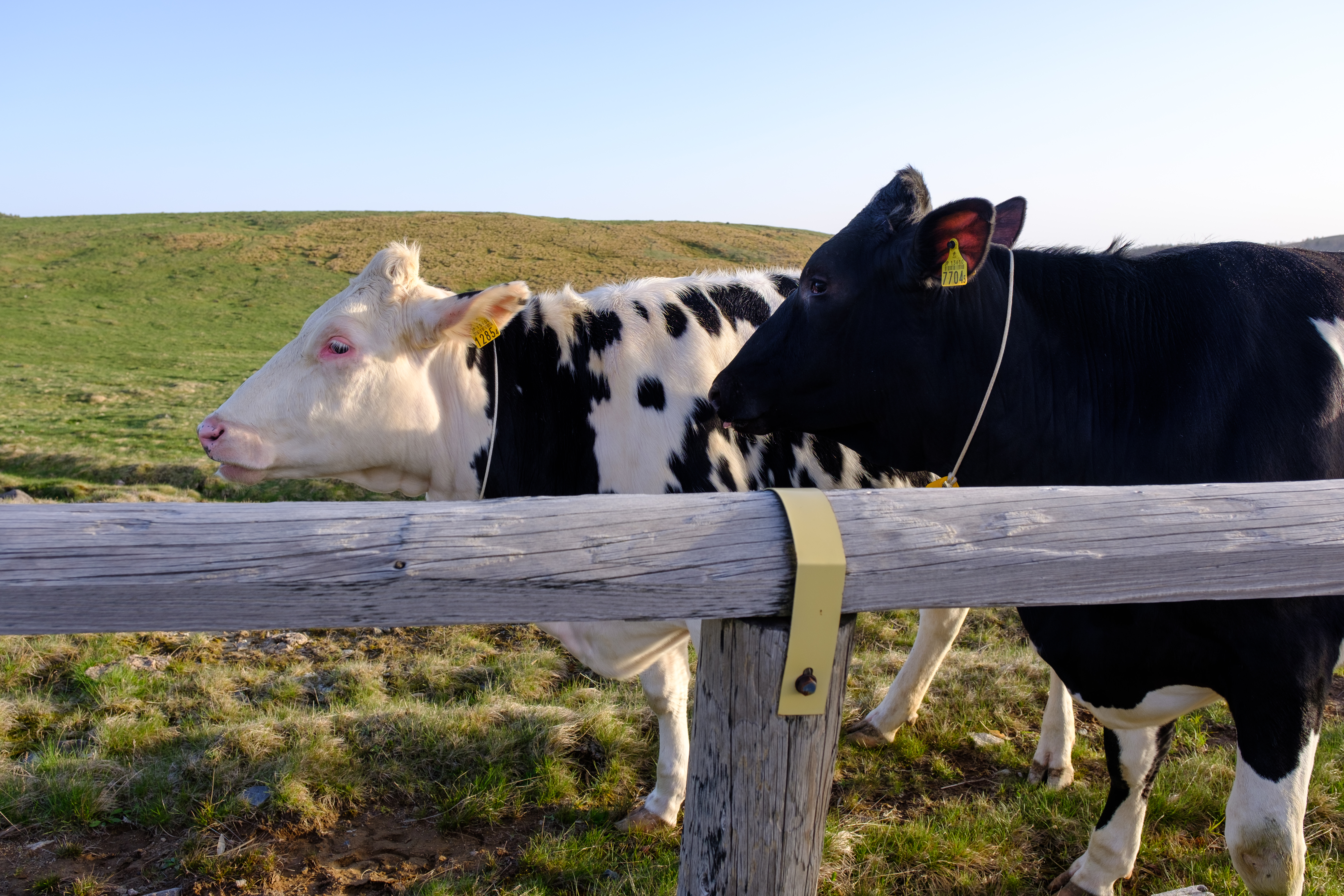 牧場の牛2頭の写真 画像 を無料ダウンロード フリー素材のぱくたそ