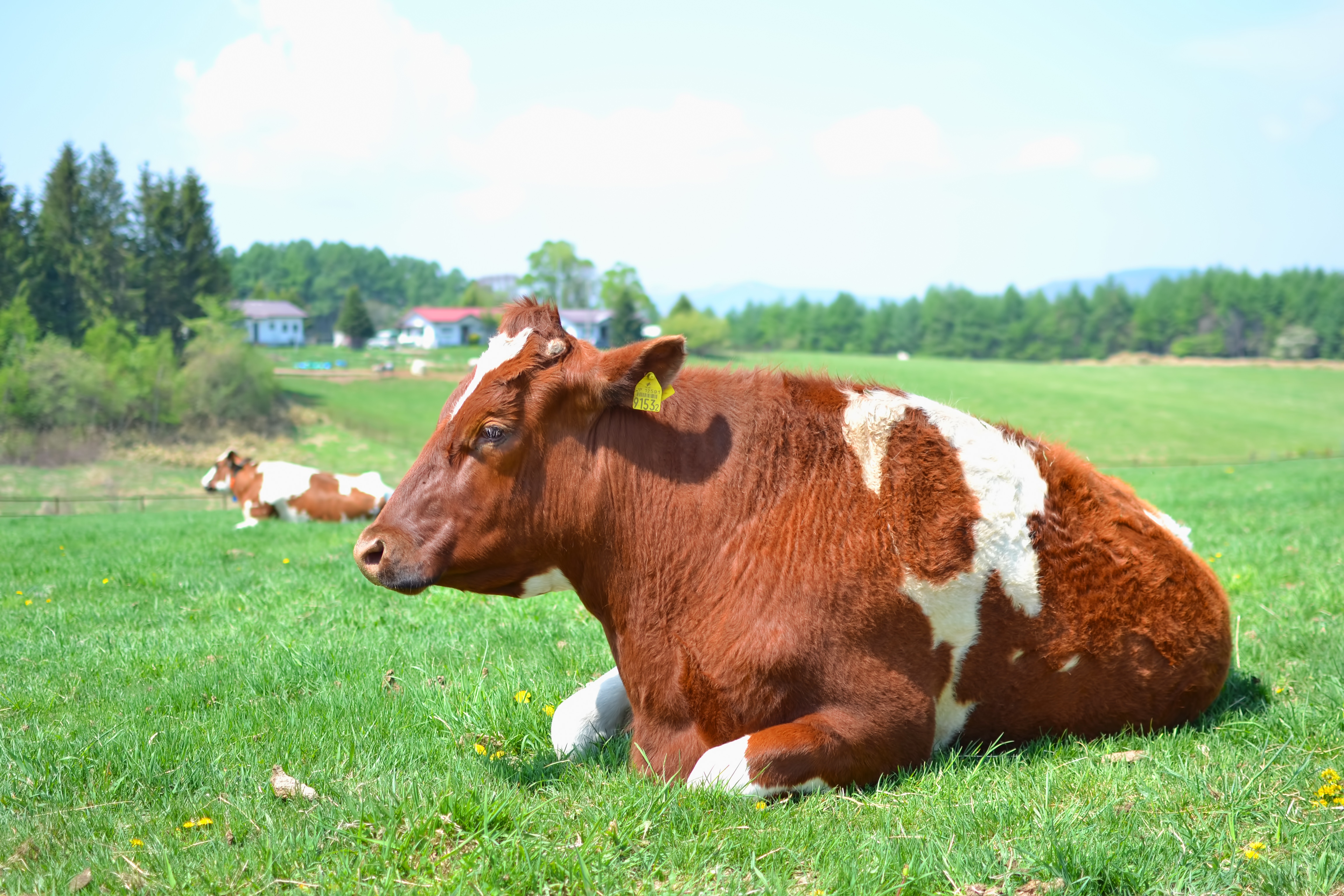 牧場の牛さんの写真 画像 を無料ダウンロード フリー素材のぱくたそ