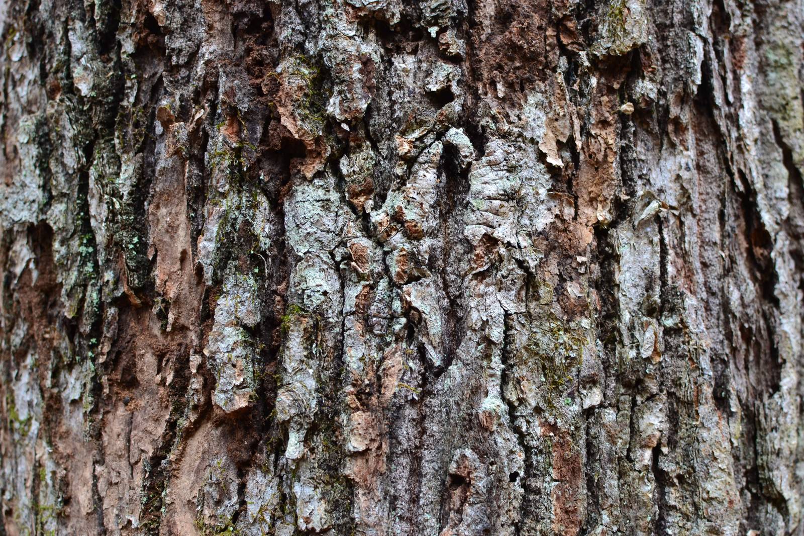 カサカサな樹皮の写真素材 ぱくたそ
