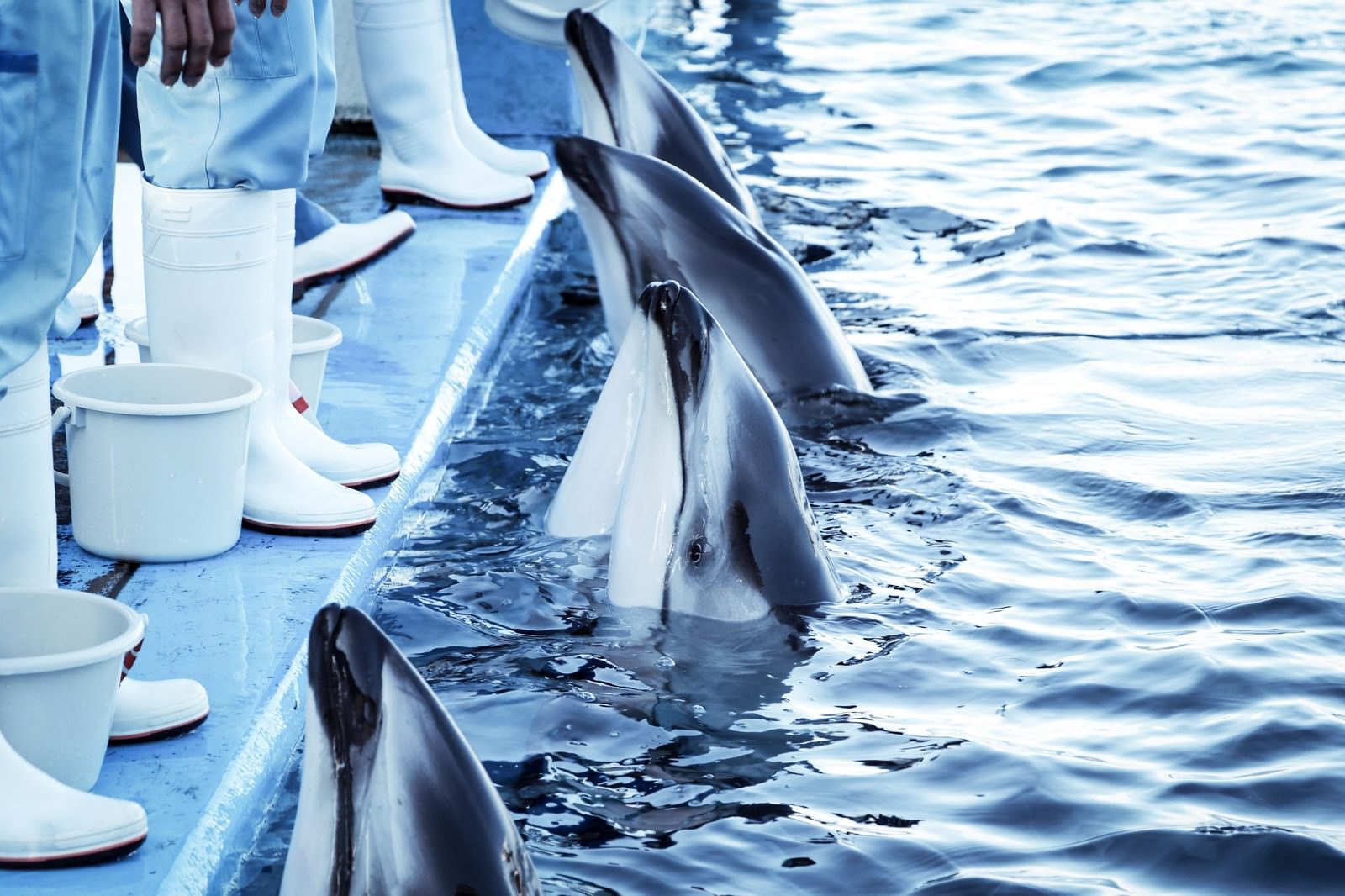 餌待ちする水族館のイルカ達の写真 画像 フリー素材 ぱくたそ