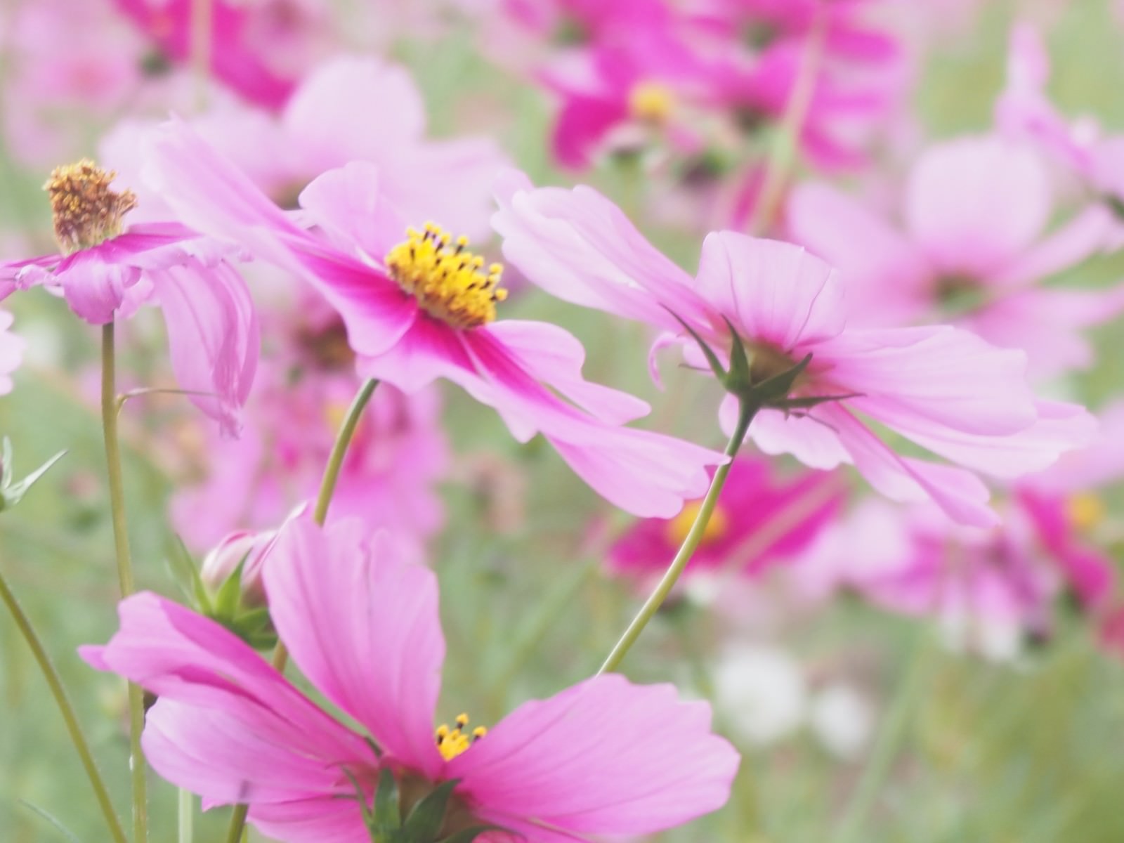 大きく花開くコスモス 無料の写真素材はフリー素材のぱくたそ 大きく花開くコスモス 無料の写真素材はフリー素材のぱくたそ