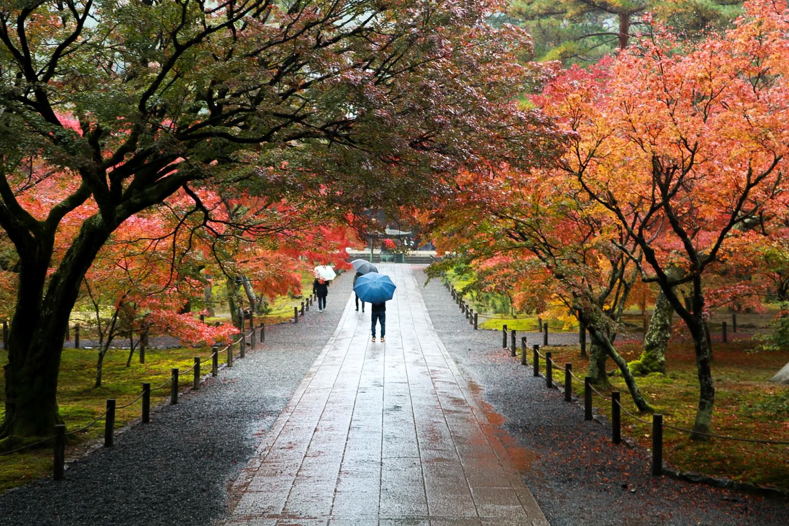 色づく紅葉と雨の境内の写真素材 ぱくたそ