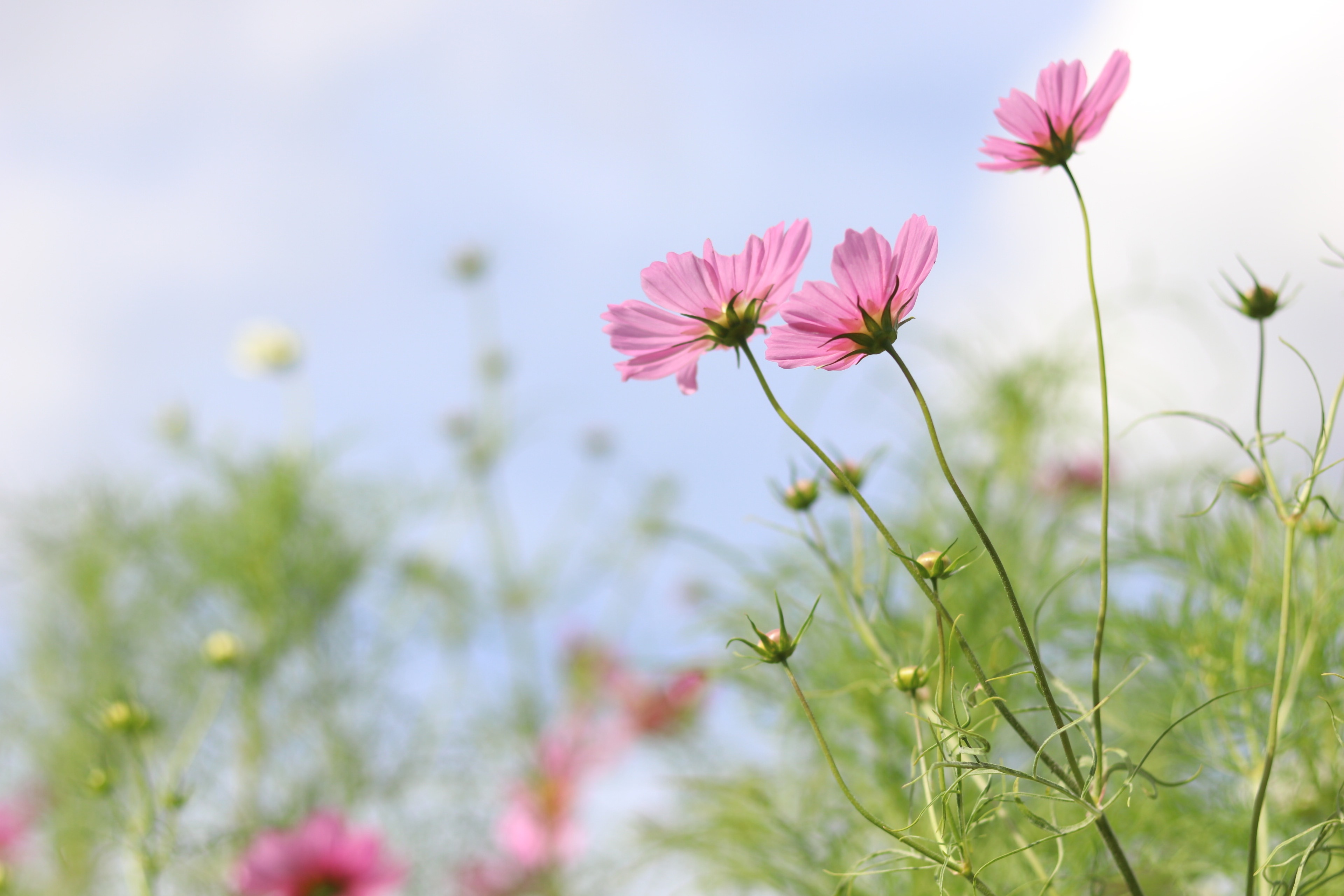 風に揺れるコスモスの花の写真素材 ぱくたそ