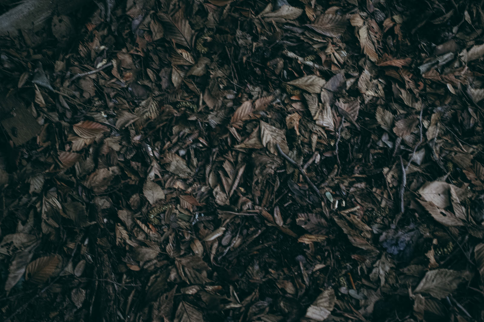 「敷き詰められた湿った落ち葉」の写真