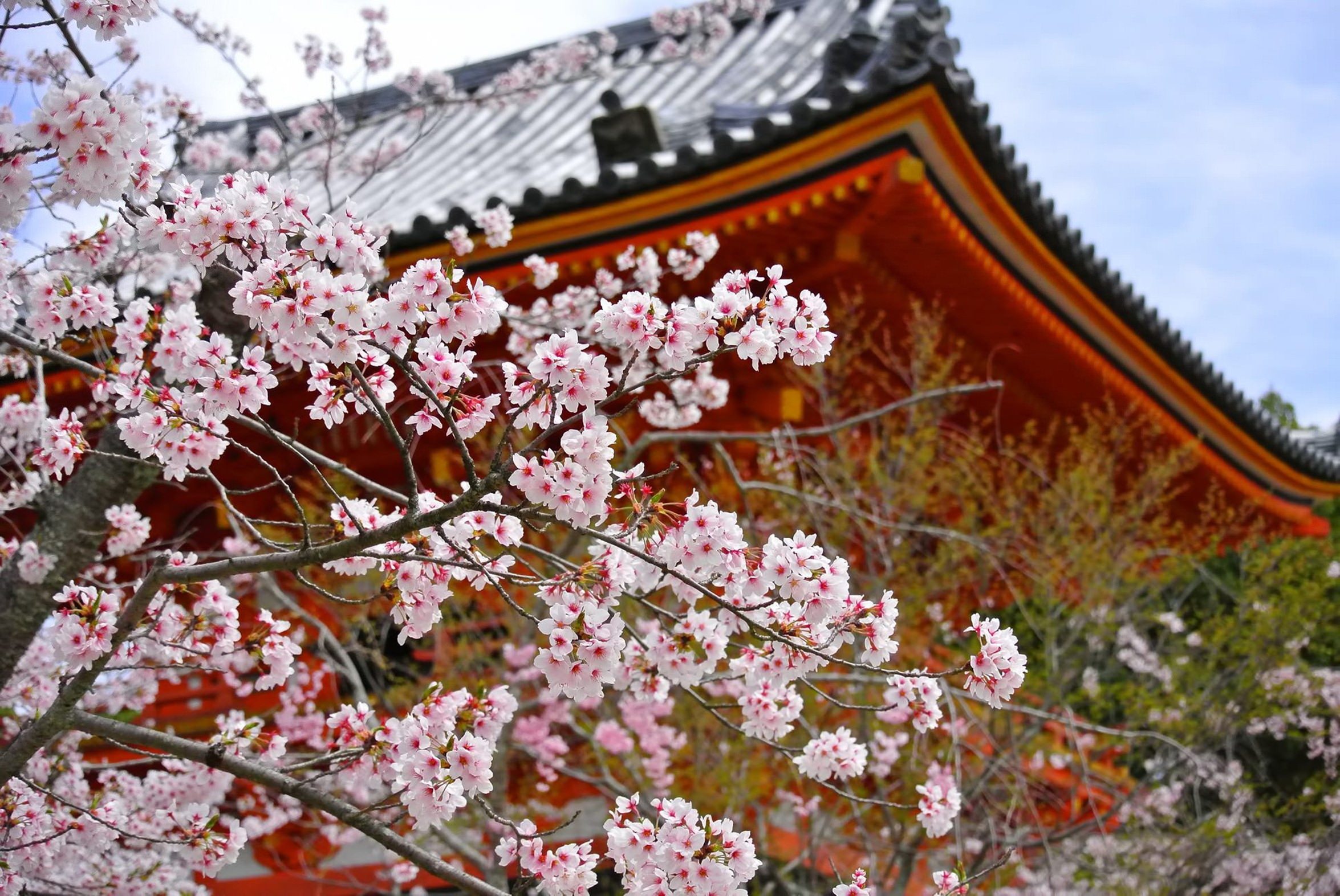京都 仁和寺の桜の写真 画像 フリー素材 ぱくたそ
