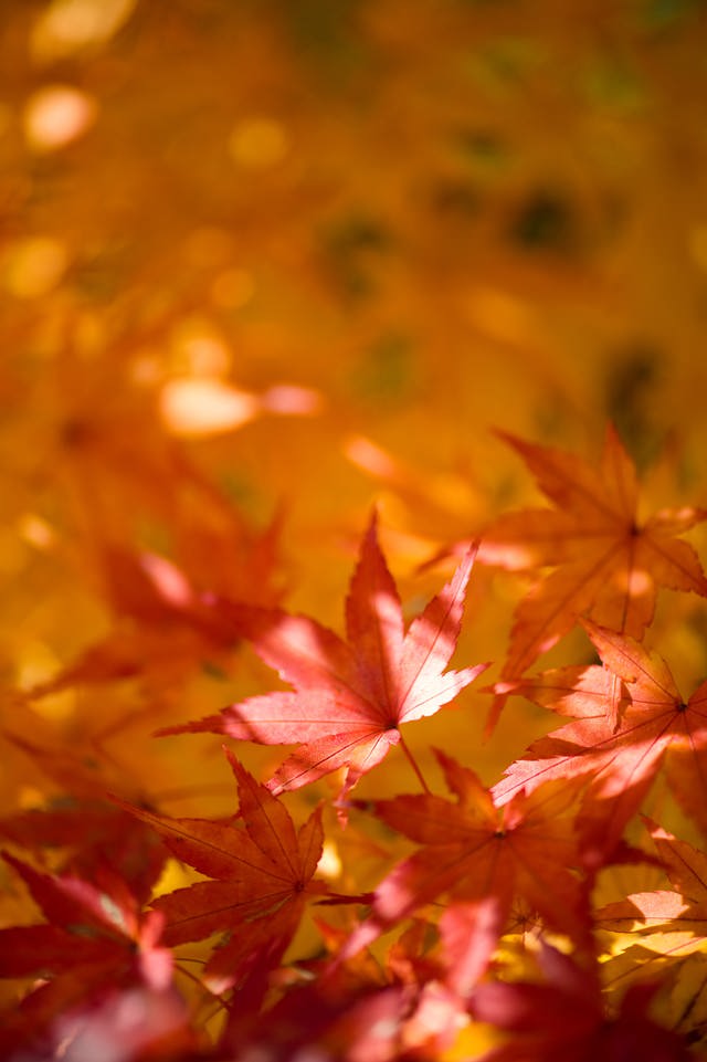 「色づく紅葉色づく紅葉」のフリー写真素材を拡大