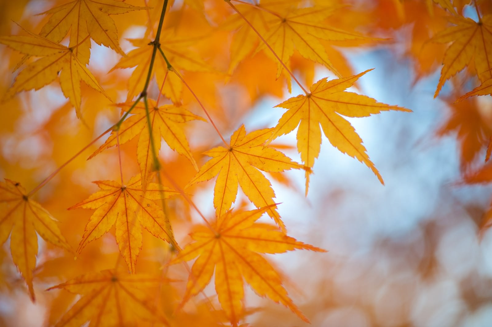 紅葉の季節の写真素材 ぱくたそ