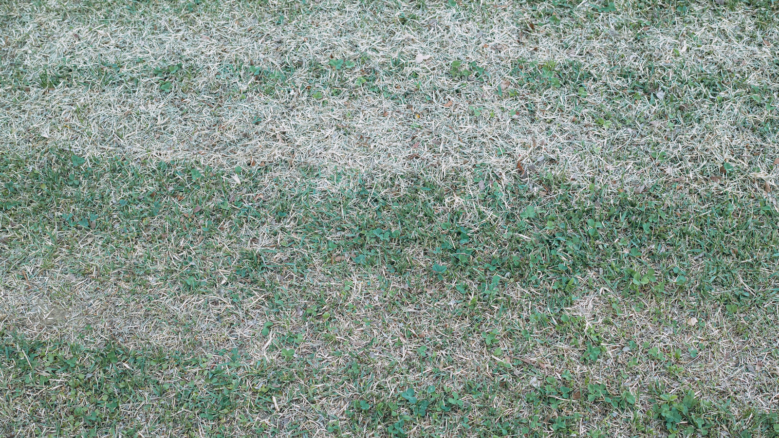 二色のグラデーションが際立つ芝生の写真を無料ダウンロード フリー素材 ぱくたそ